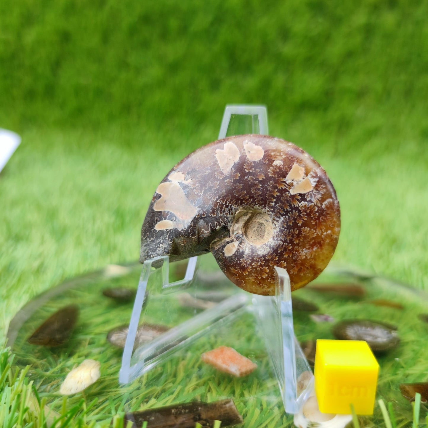 Cleoniceras Madagascar ammonite fossil - North Yorkshire Fossils