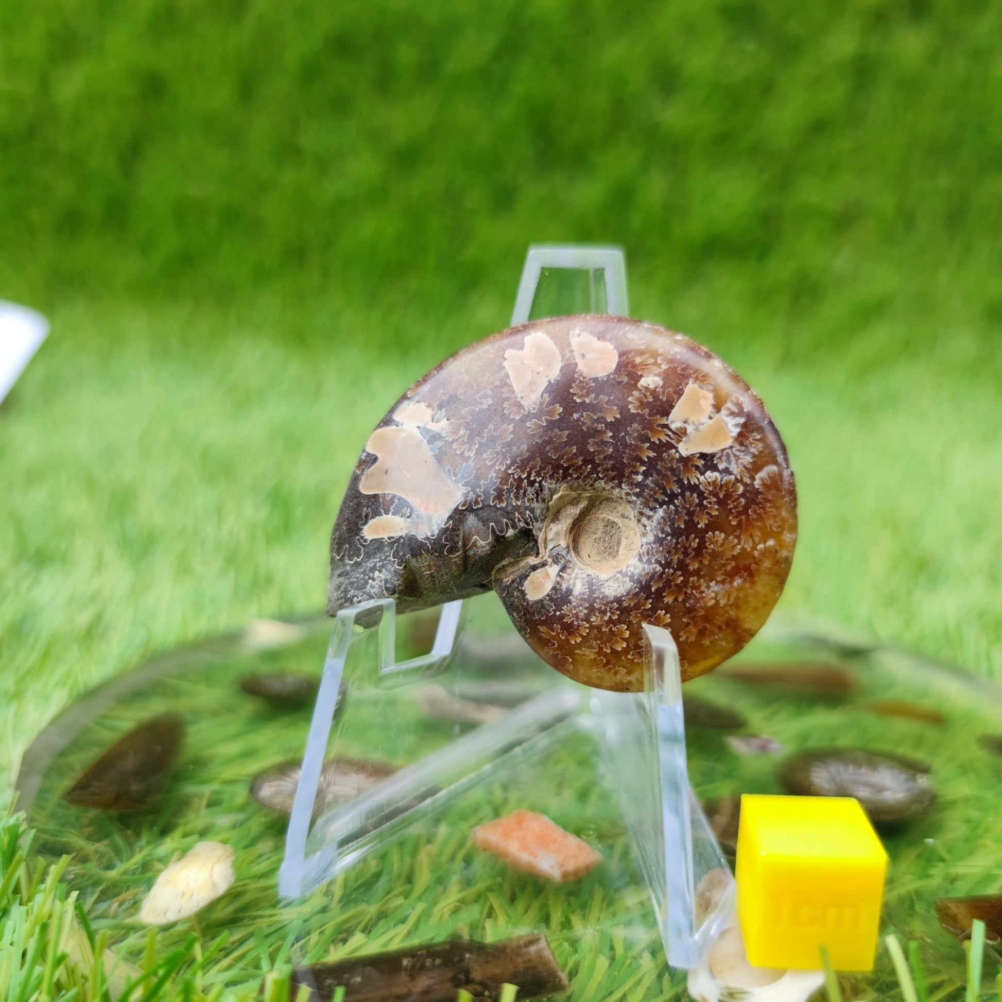 Cleoniceras Madagascar ammonite fossil - North Yorkshire Fossils