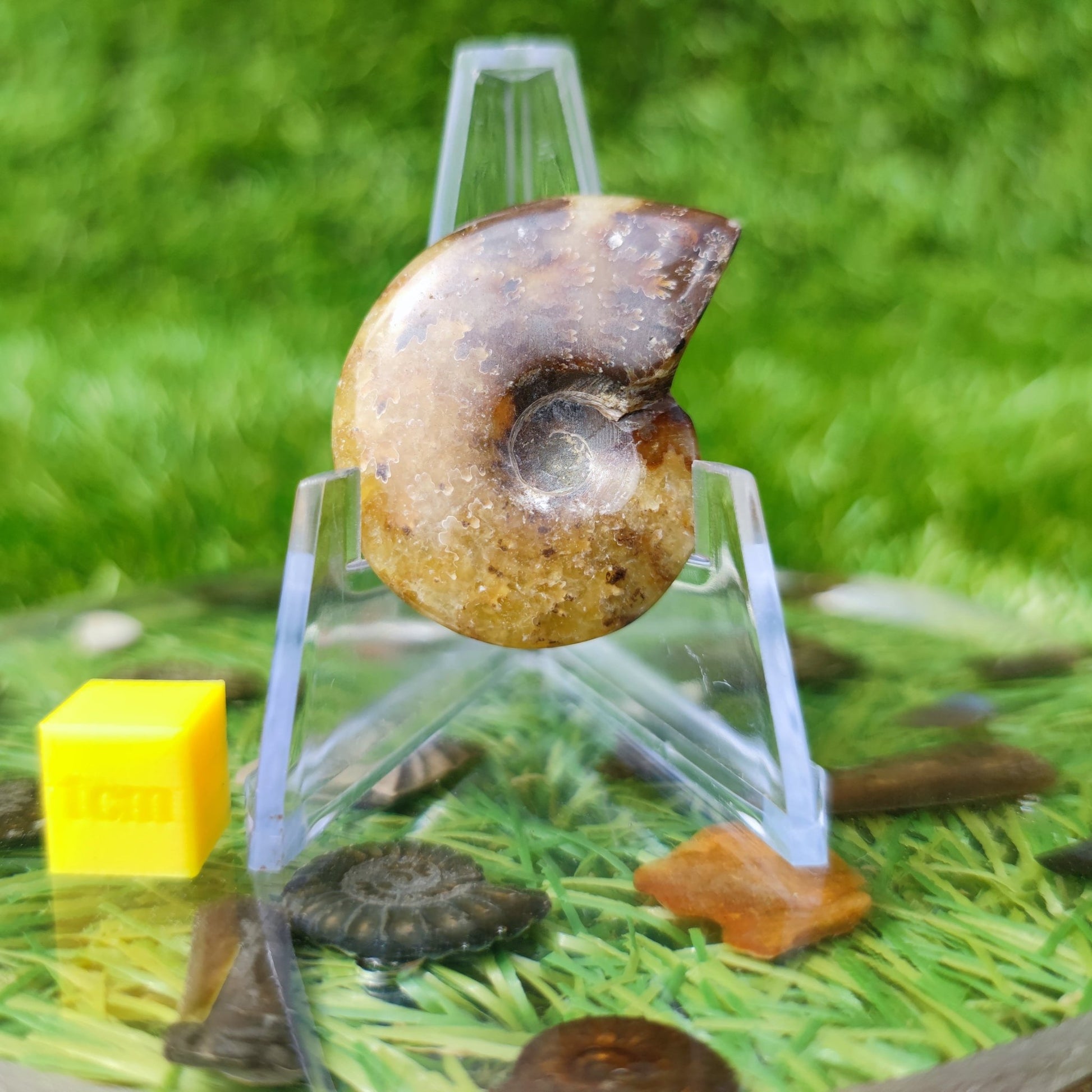 Cleoniceras Madagascar ammonite fossil - North Yorkshire Fossils