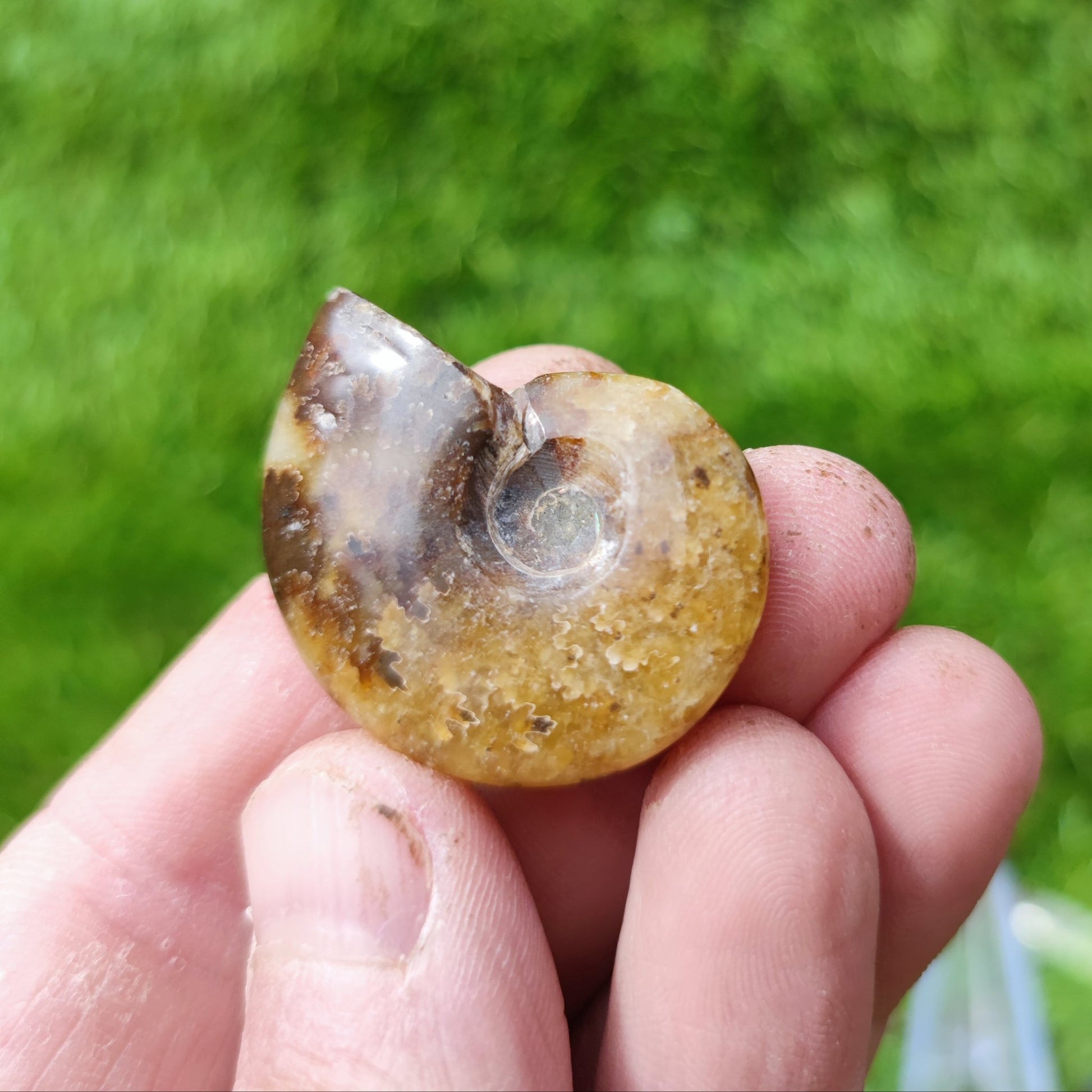 Cleoniceras Madagascar ammonite fossil - North Yorkshire Fossils
