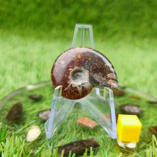 Cleoniceras Madagascar ammonite fossil - North Yorkshire Fossils
