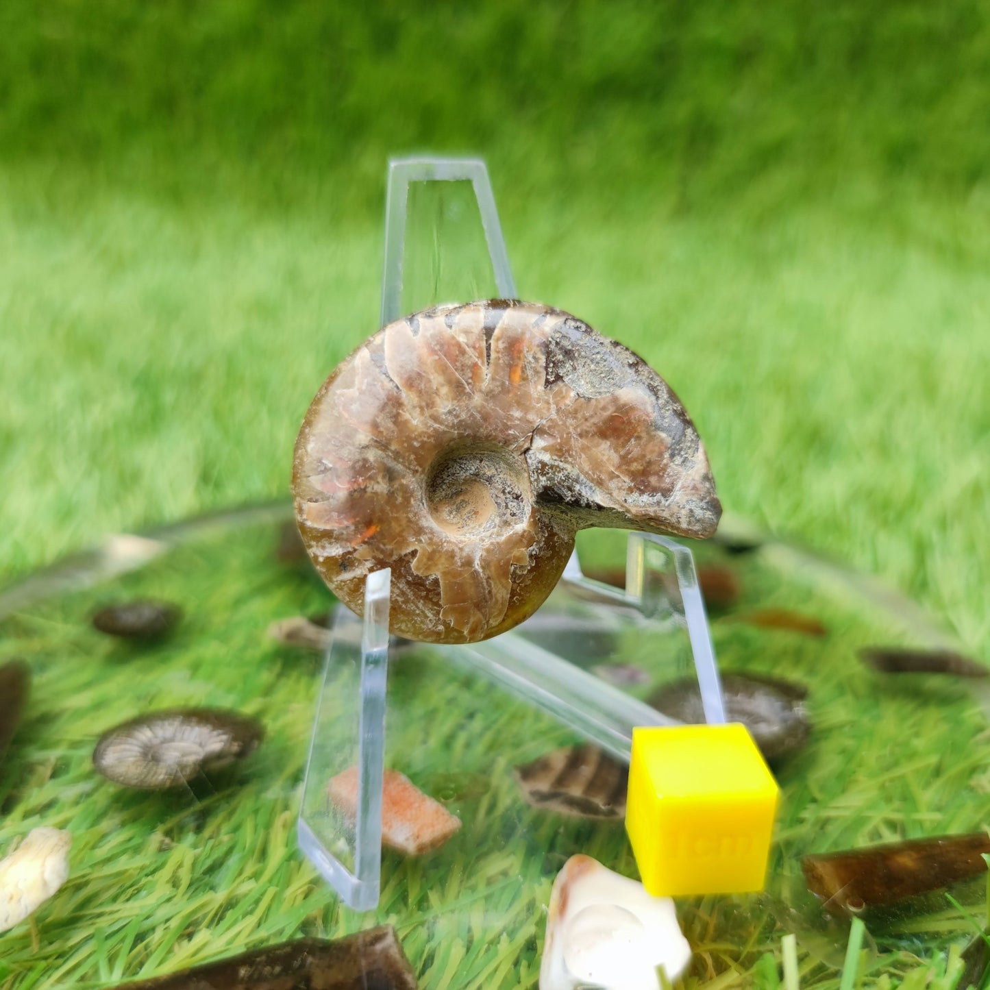 Cleoniceras Madagascar ammonite fossil - North Yorkshire Fossils