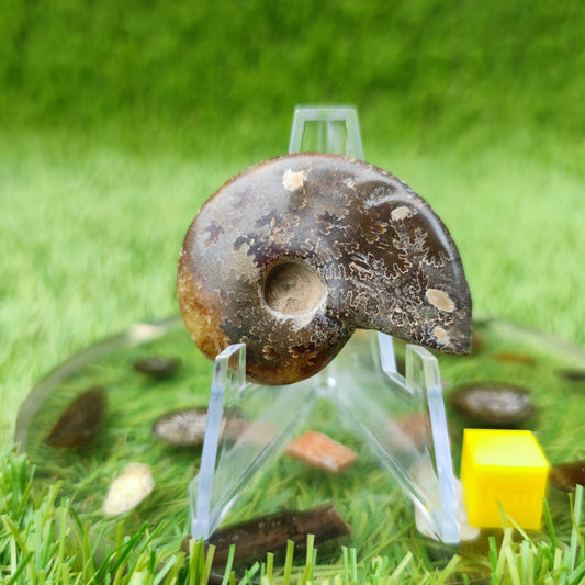 Cleoniceras Madagascar ammonite fossil - North Yorkshire Fossils