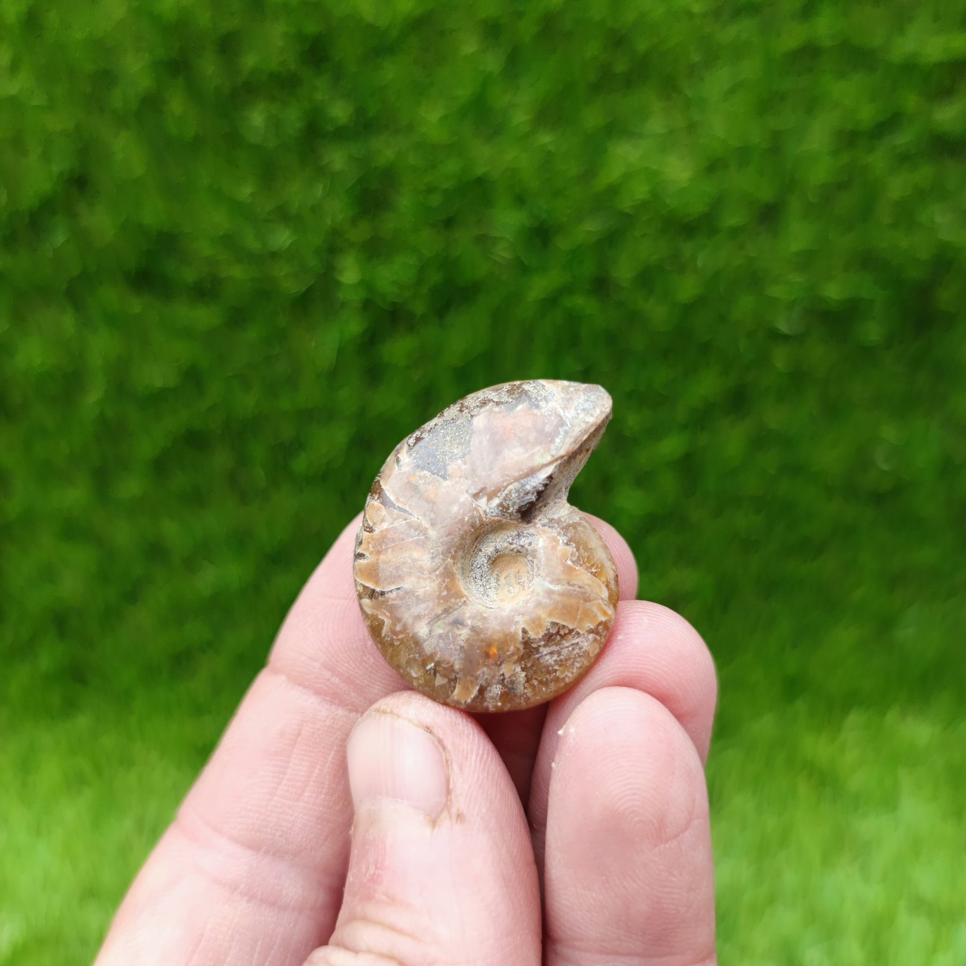 Cleoniceras Madagascar ammonite fossil - North Yorkshire Fossils