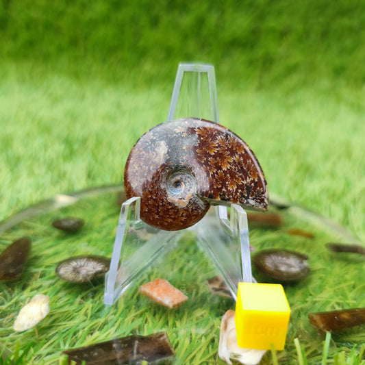 Cleoniceras Madagascar ammonite fossil - North Yorkshire Fossils