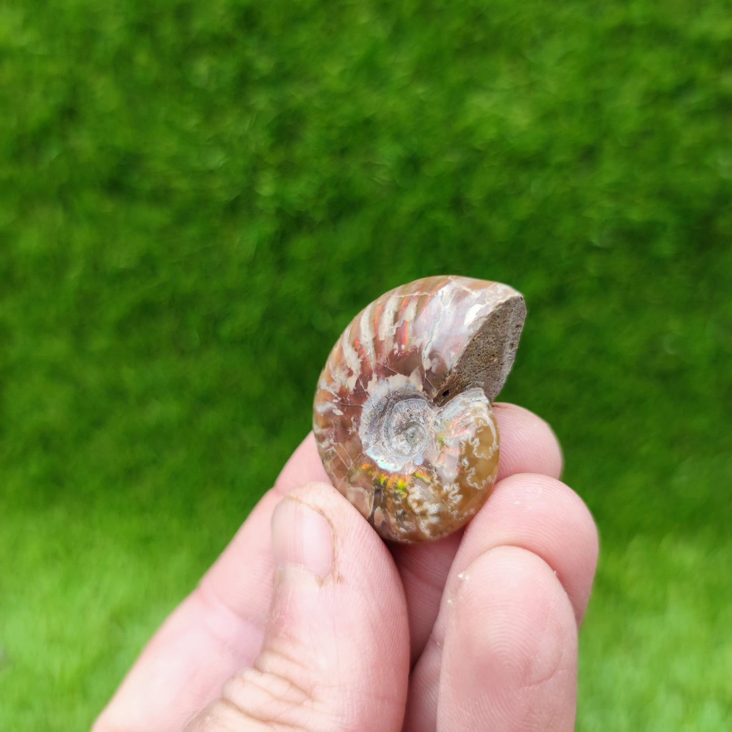 Cleoniceras Madagascar ammonite fossil - North Yorkshire Fossils