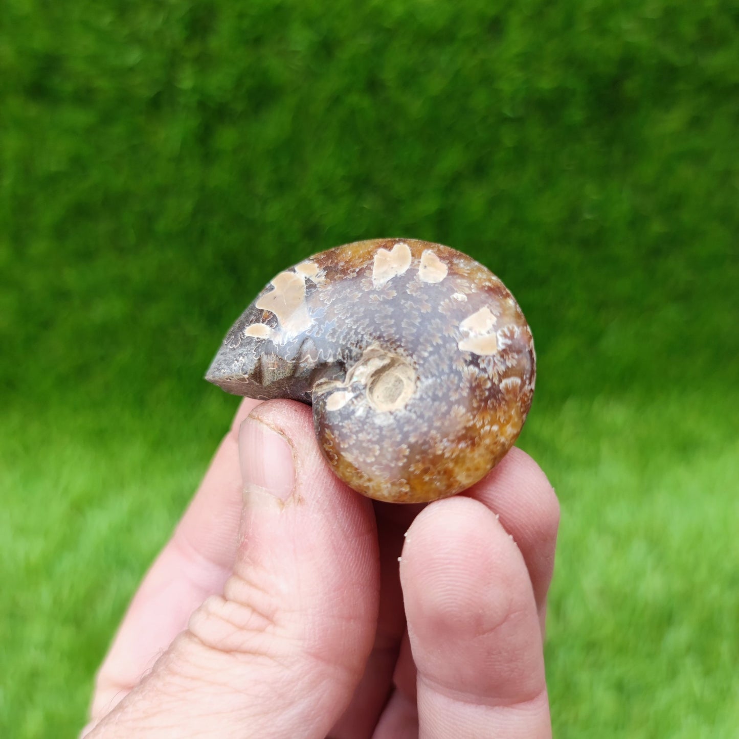 Cleoniceras Madagascar ammonite fossil - North Yorkshire Fossils