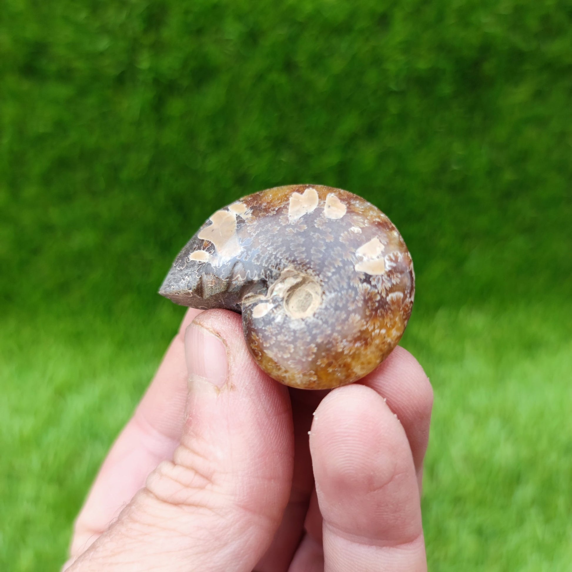 Cleoniceras Madagascar ammonite fossil - North Yorkshire Fossils