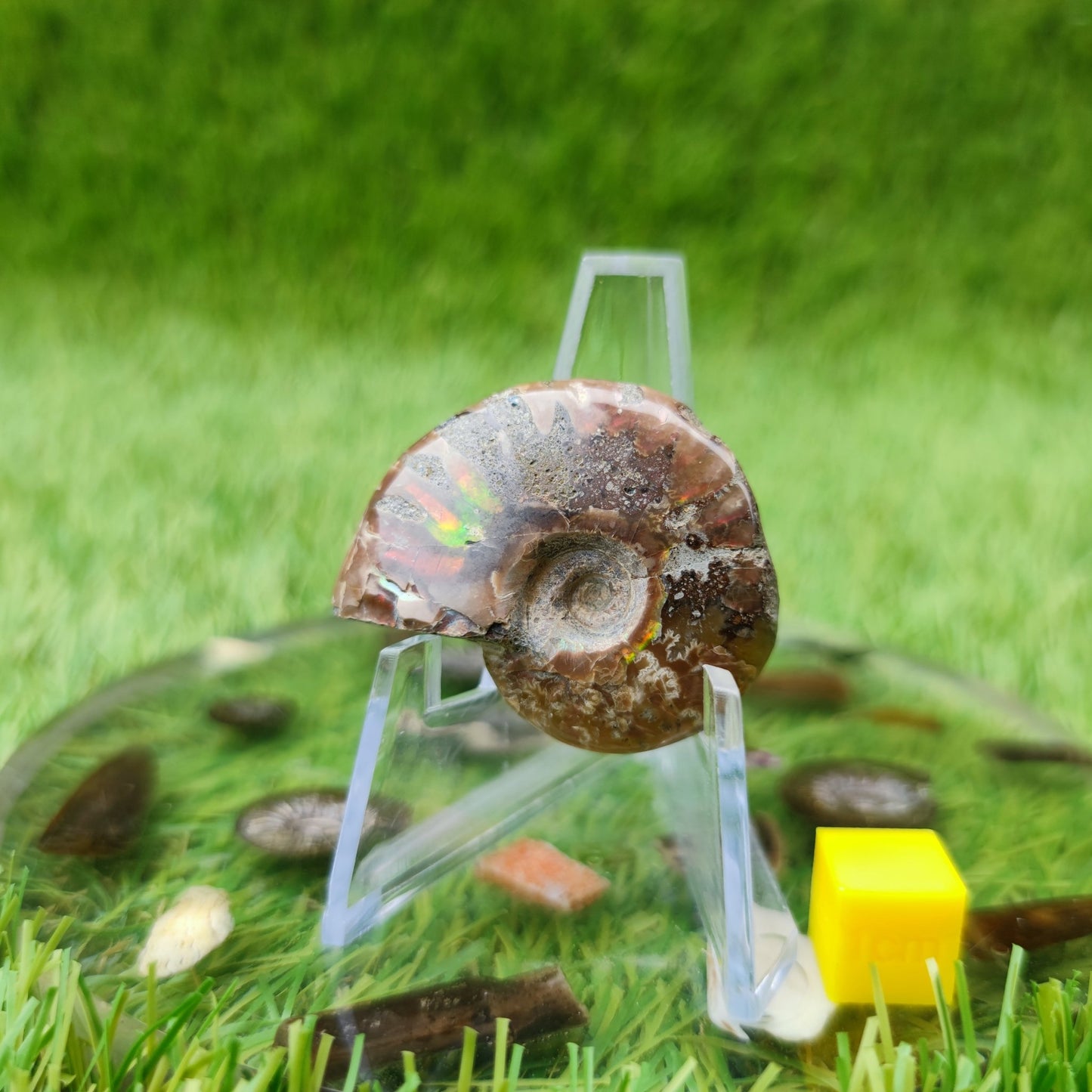 Cleoniceras Madagascar ammonite fossil - North Yorkshire Fossils