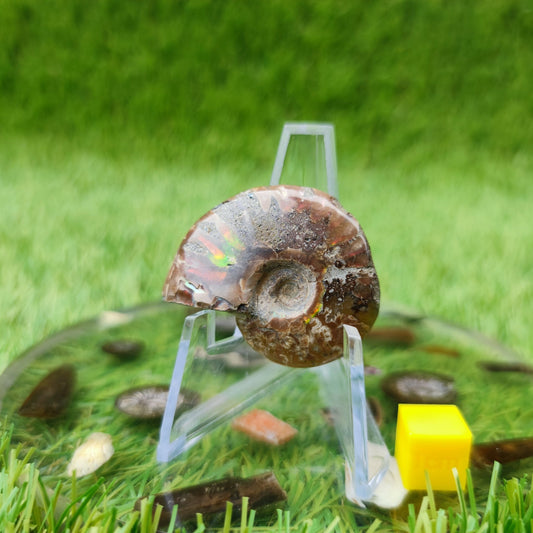 Cleoniceras Madagascar ammonite fossil - North Yorkshire Fossils