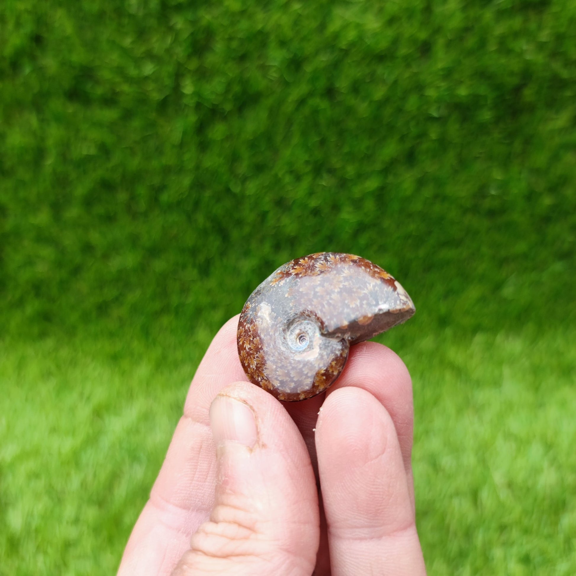 Cleoniceras Madagascar ammonite fossil - North Yorkshire Fossils