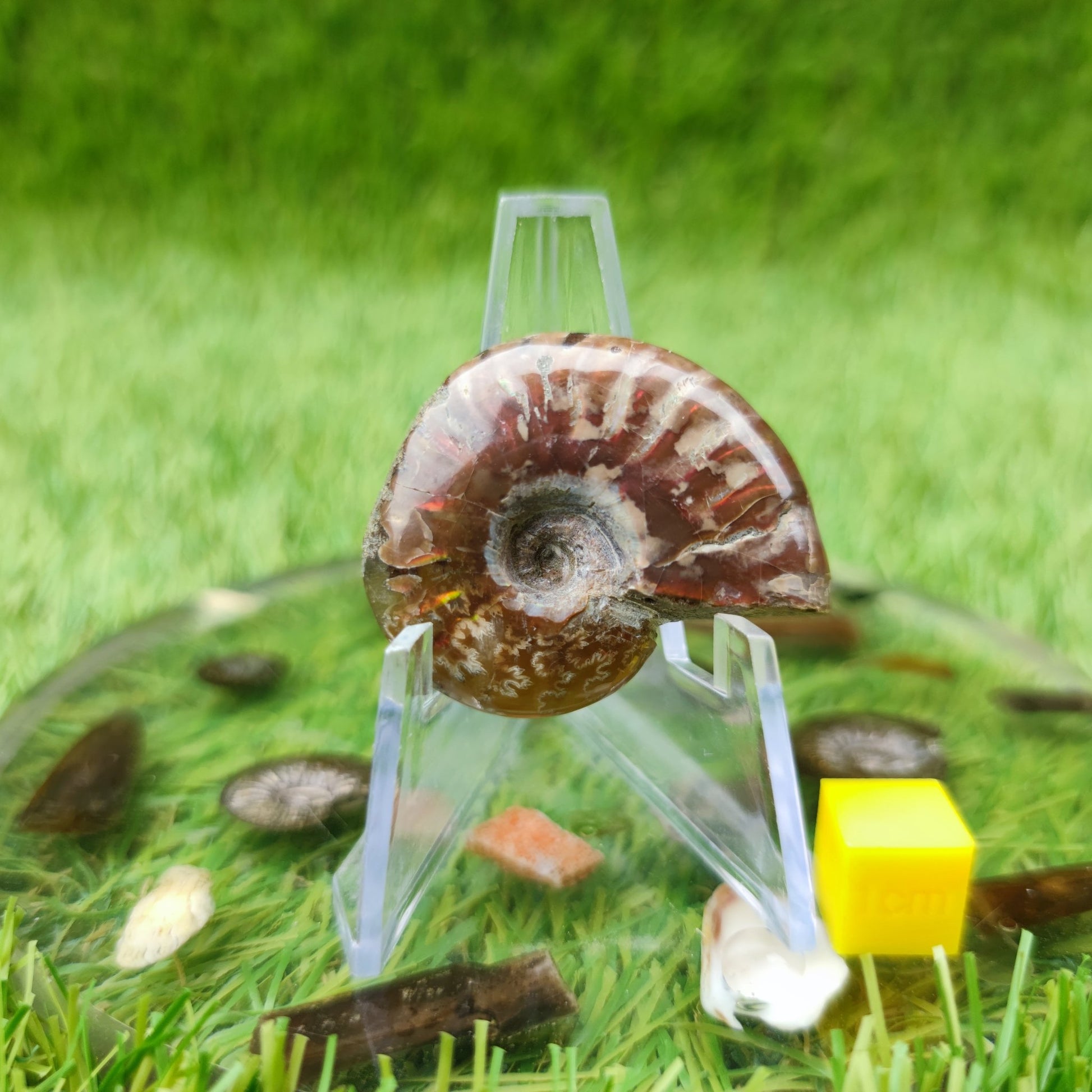 Cleoniceras Madagascar ammonite fossil - North Yorkshire Fossils