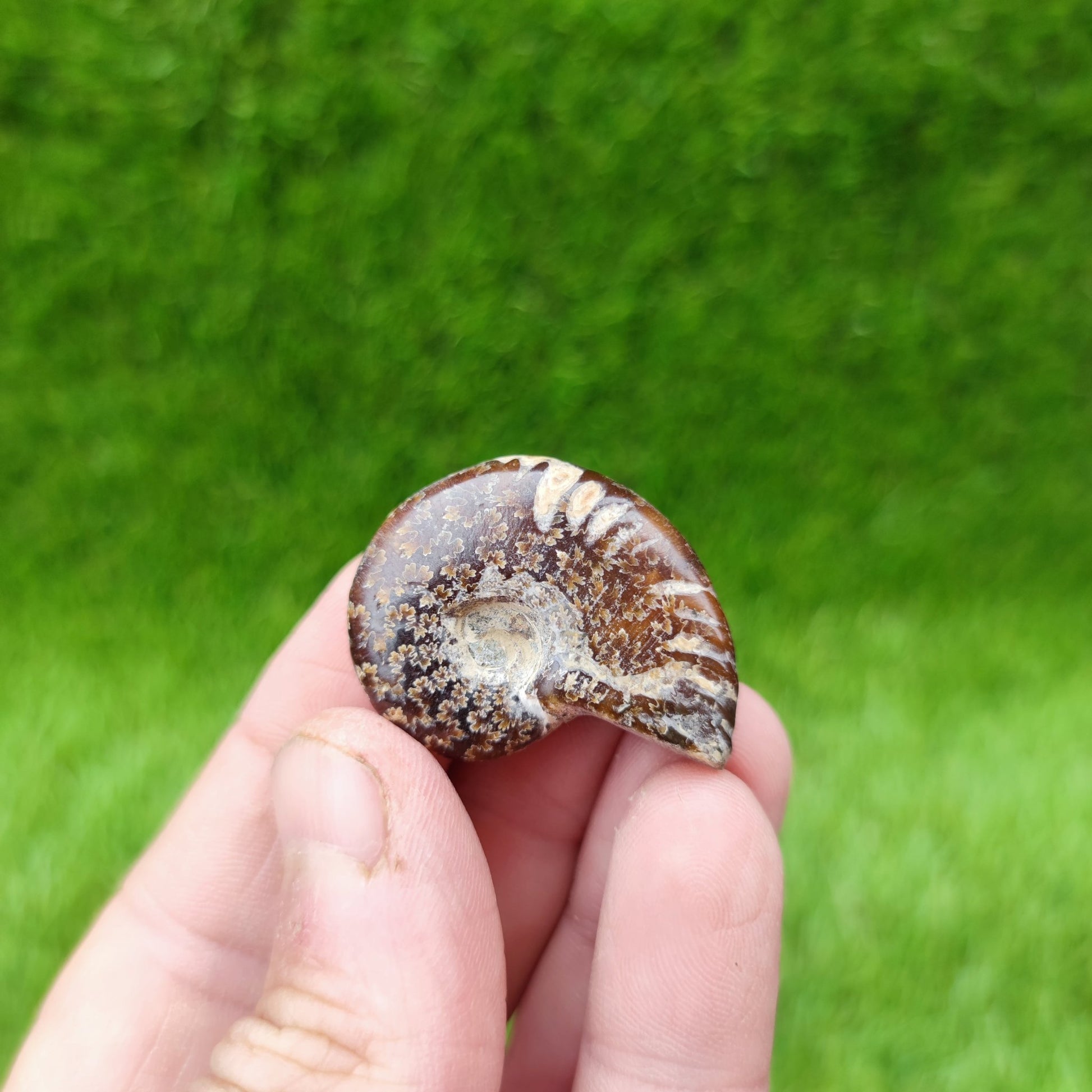 Cleoniceras Madagascar ammonite fossil - North Yorkshire Fossils