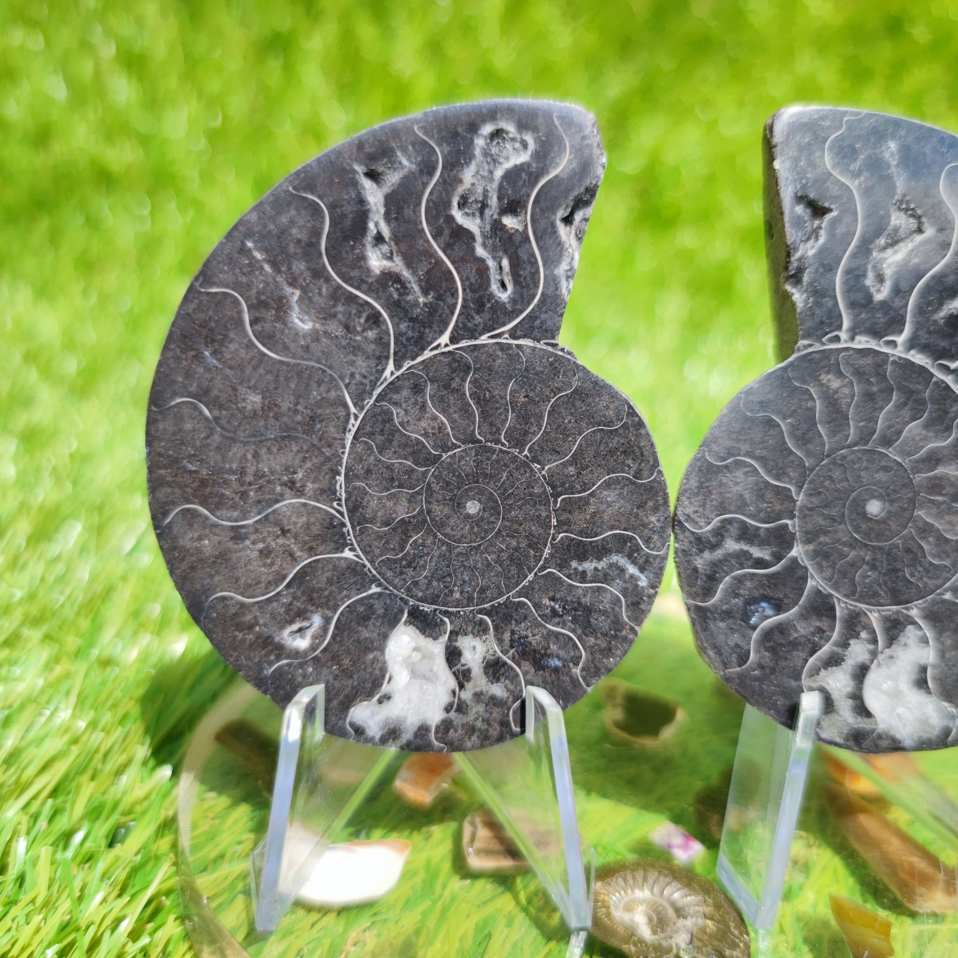 Cleoniceras rare black ammonite - North Yorkshire Fossils