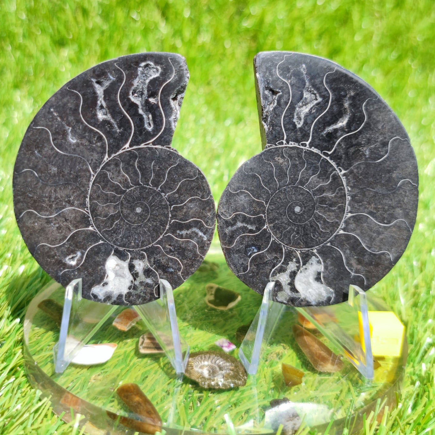 Cleoniceras rare black ammonite - North Yorkshire Fossils