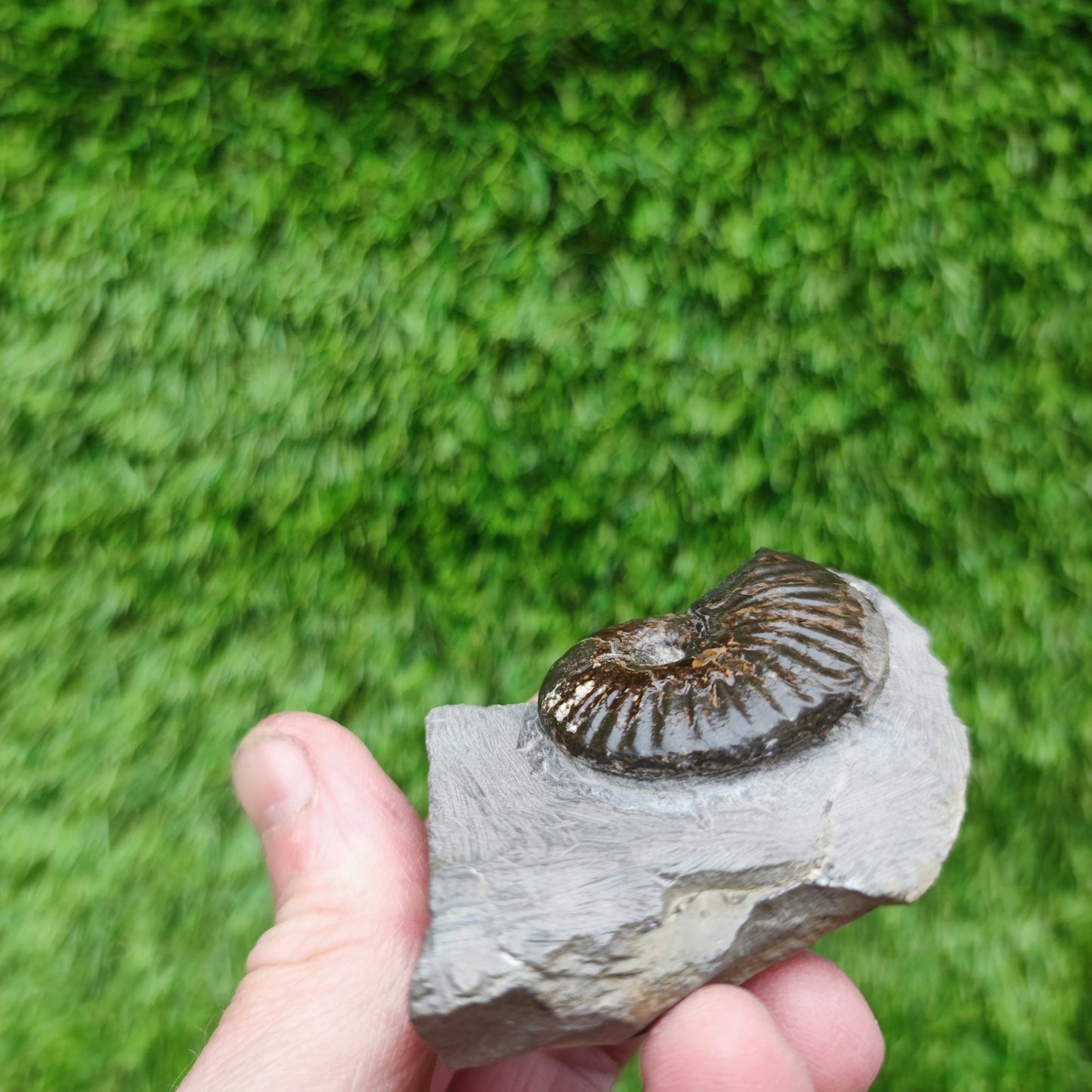 Cleviceras ammonite fossil - North Yorkshire Fossils