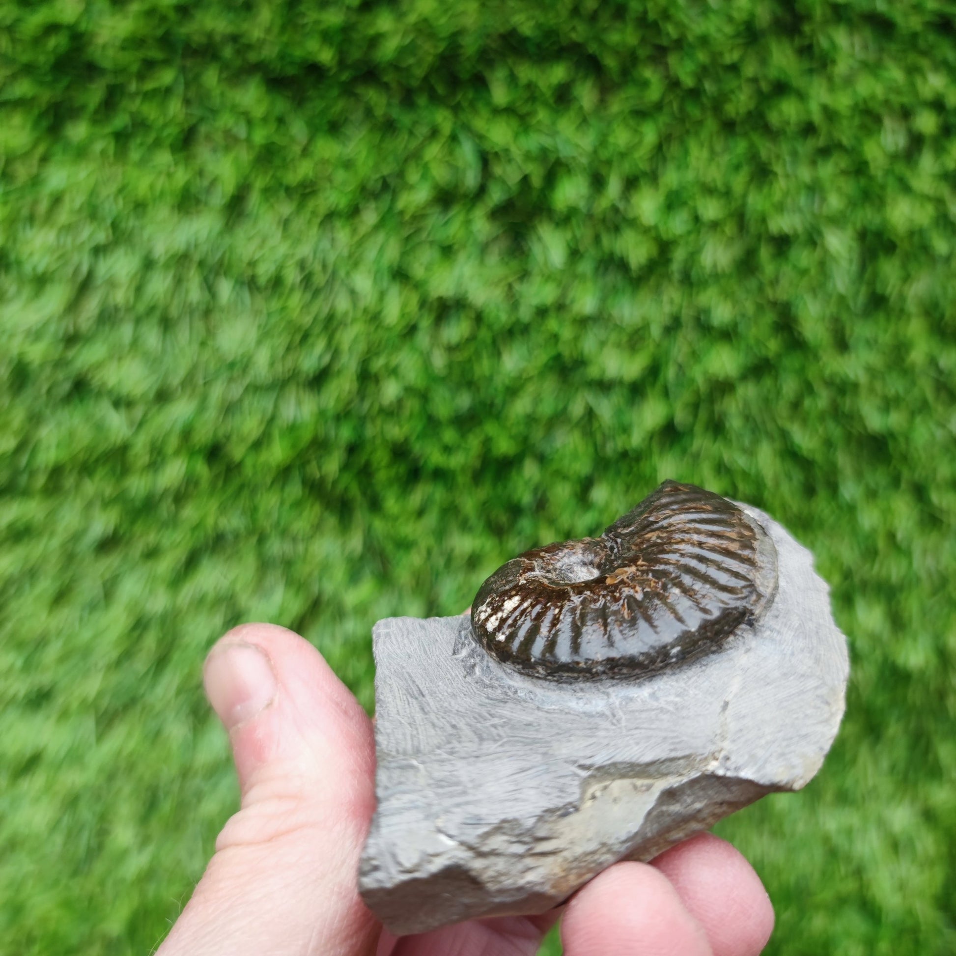Cleviceras ammonite fossil - North Yorkshire Fossils