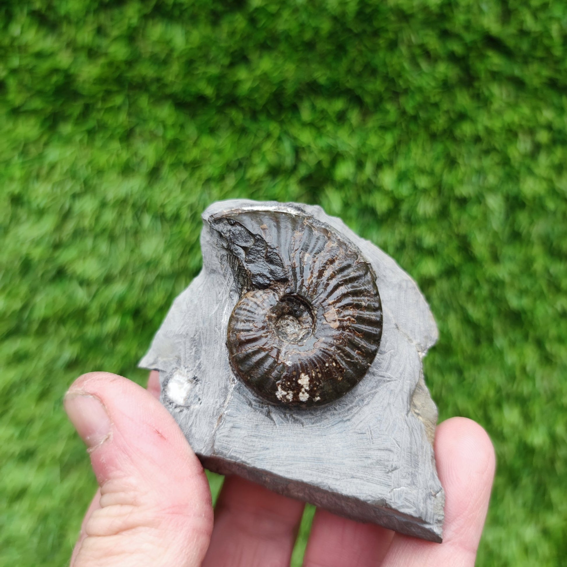 Cleviceras ammonite fossil - North Yorkshire Fossils