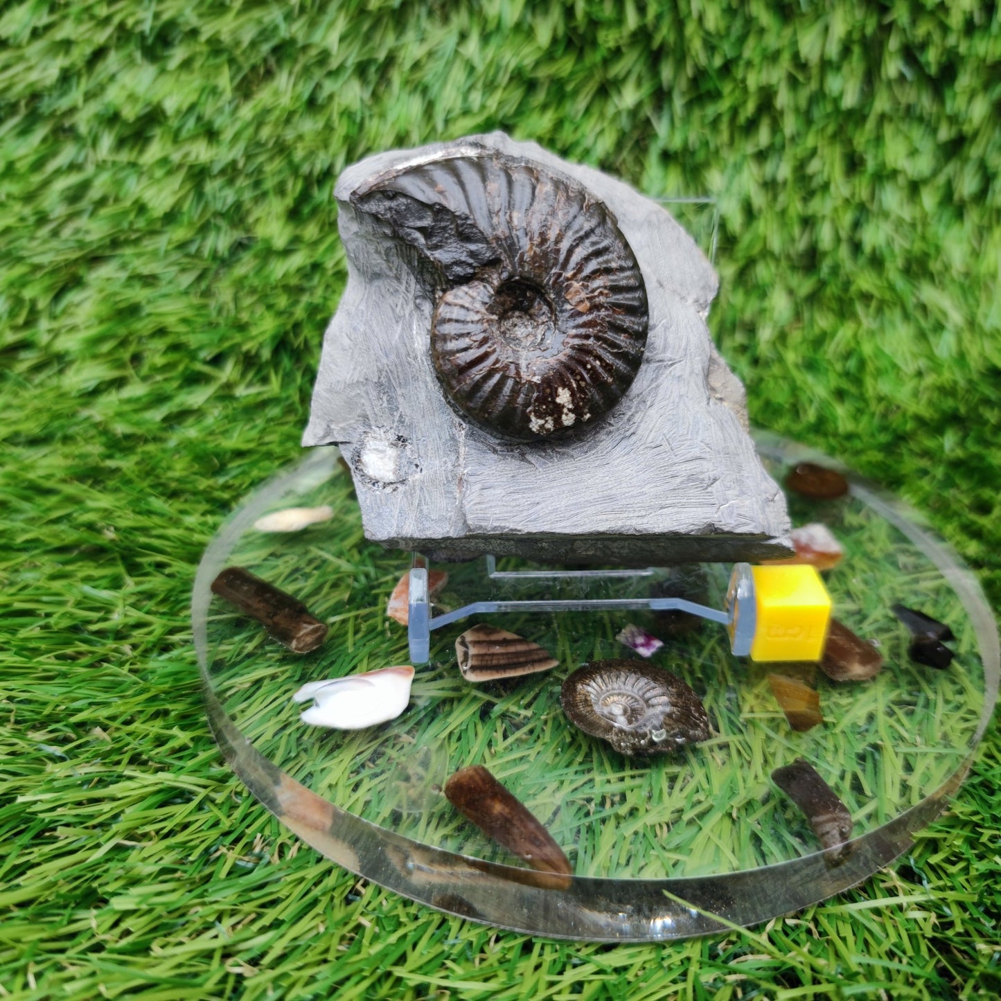 Cleviceras ammonite fossil - North Yorkshire Fossils