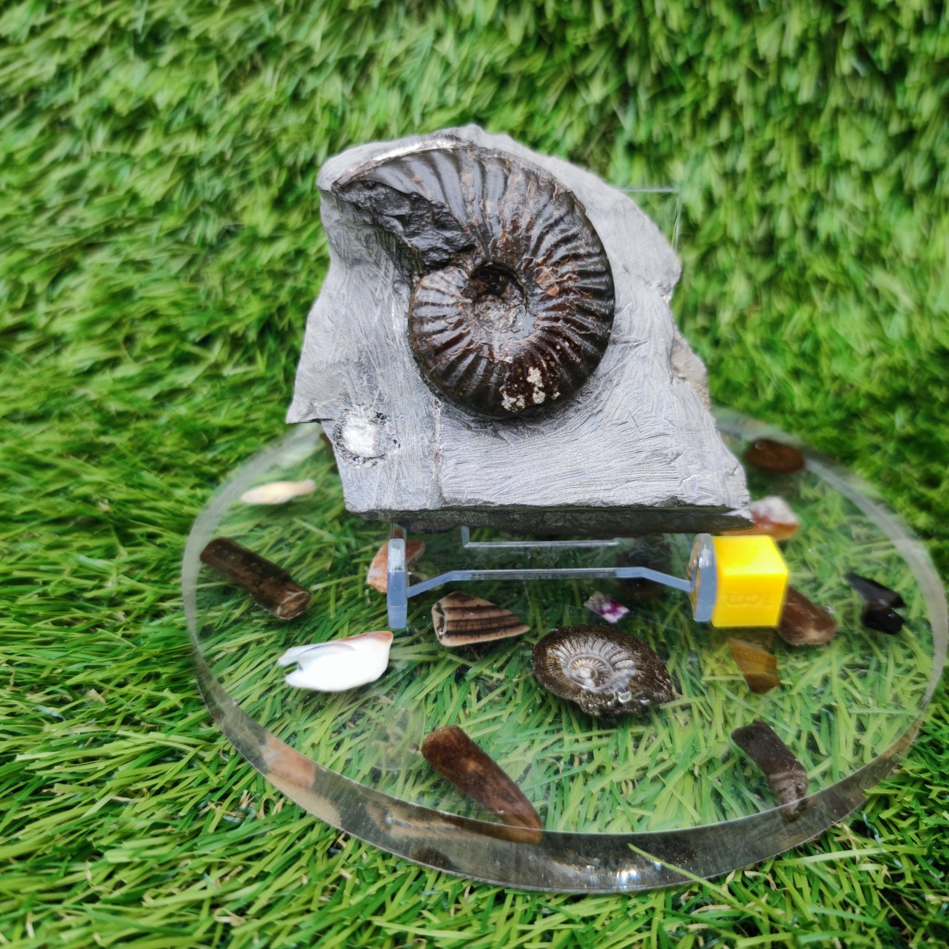 Cleviceras ammonite fossil - North Yorkshire Fossils