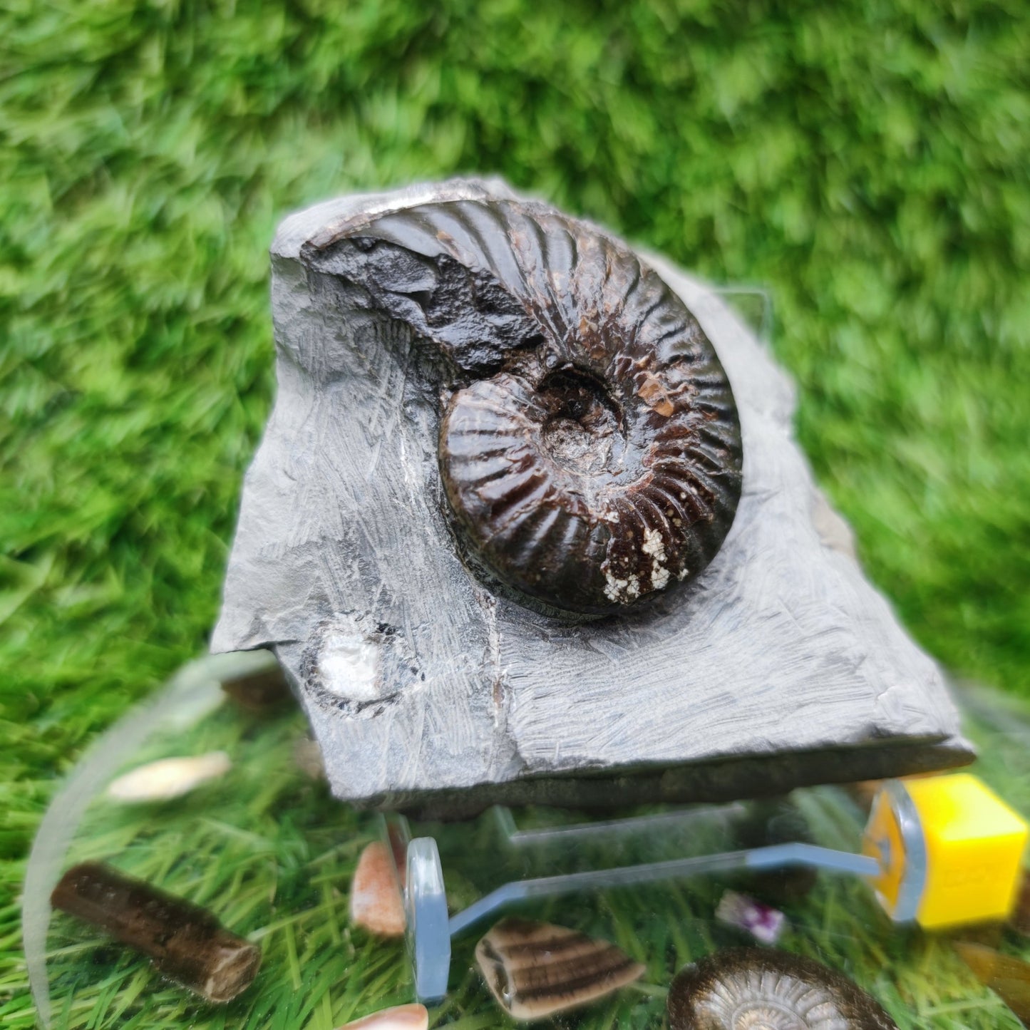 Cleviceras ammonite fossil - North Yorkshire Fossils