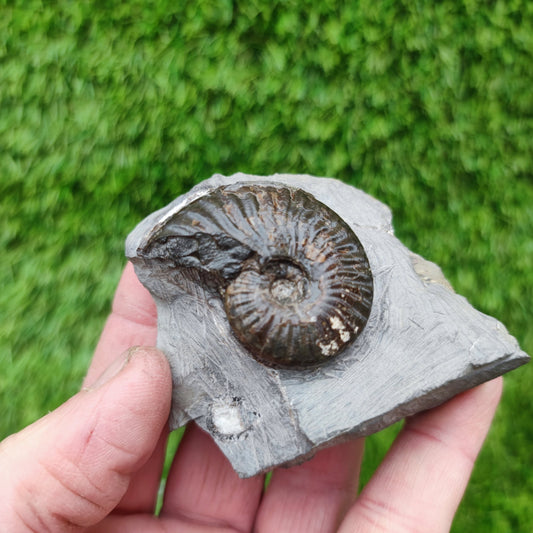 Cleviceras ammonite fossil - North Yorkshire Fossils