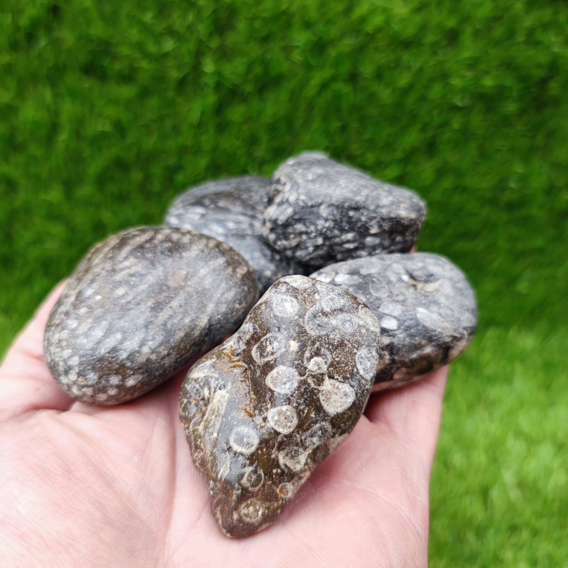 Coral fossil bundle of UK fossils North Yorkshire - North Yorkshire Fossils