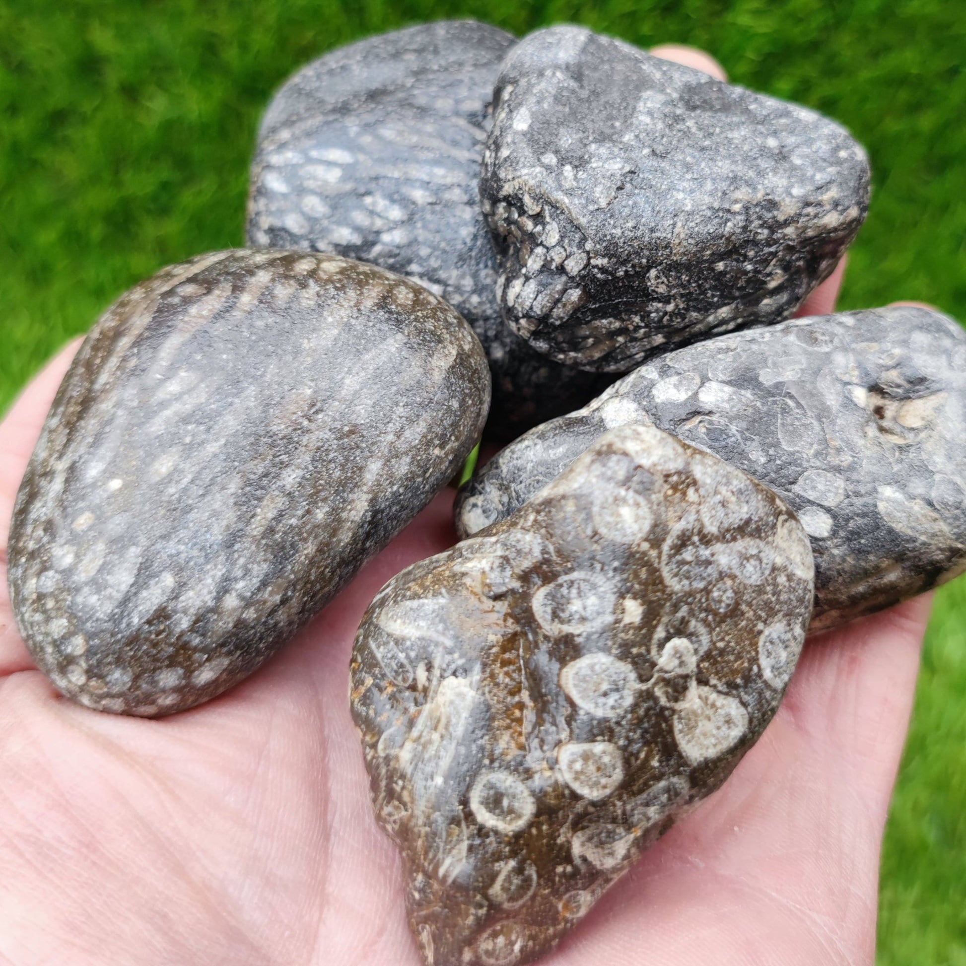 Coral fossil bundle of UK fossils North Yorkshire - North Yorkshire Fossils