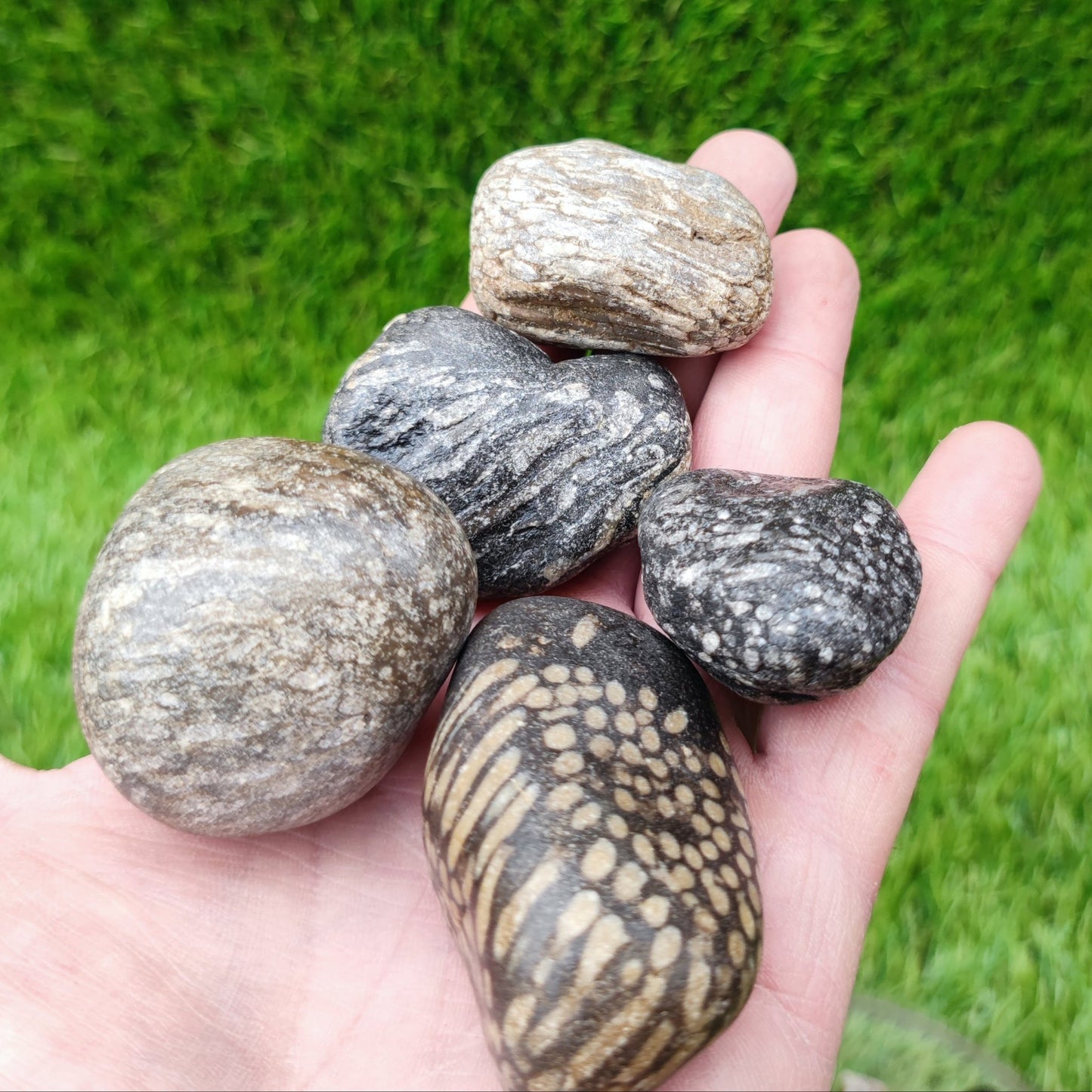 Coral fossil bundle of UK Fossils North Yorkshire - North Yorkshire Fossils