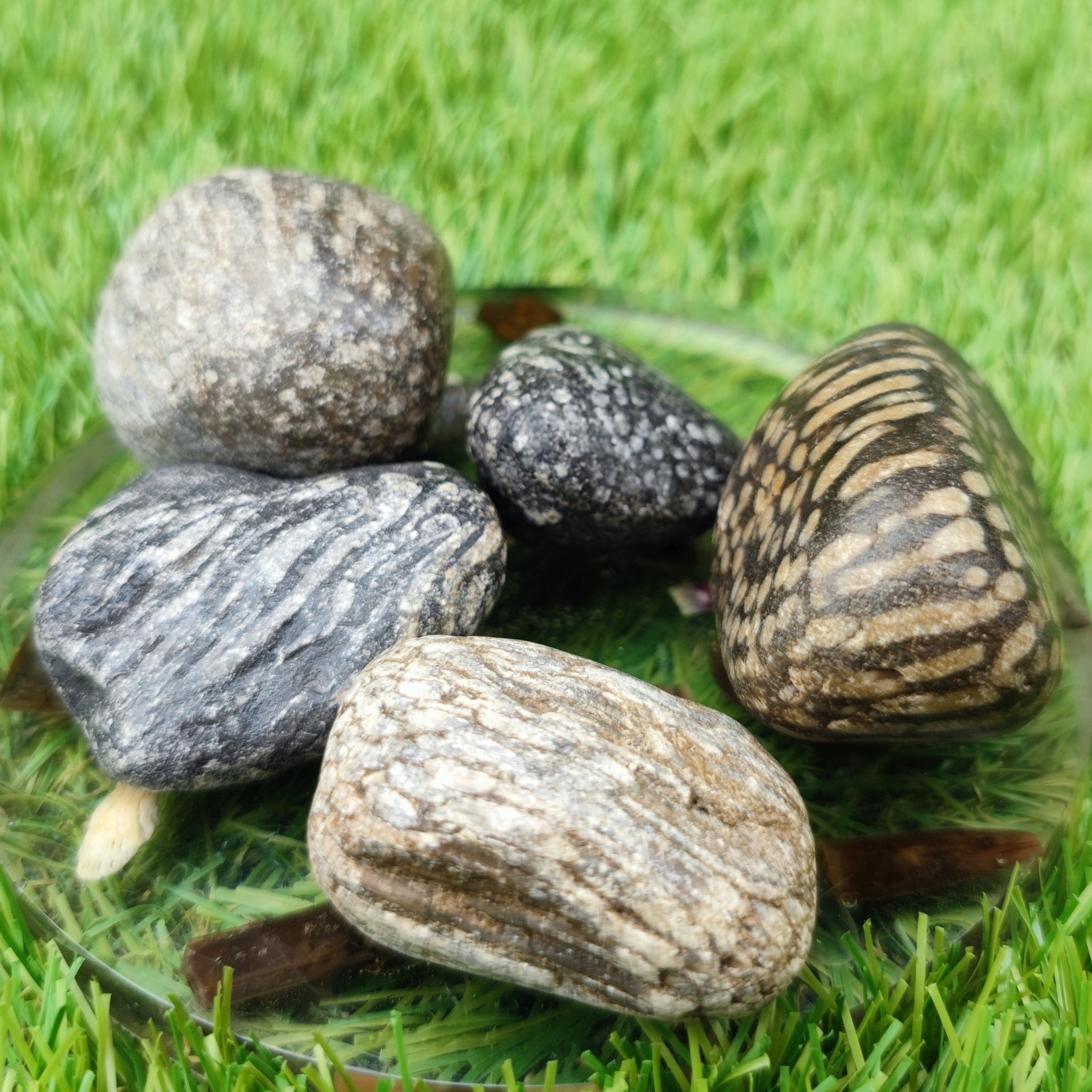 Nundle Fossil Rocks Coral fossil bundle of UK Fossils North Yorkshire - North Yorkshire Fossils