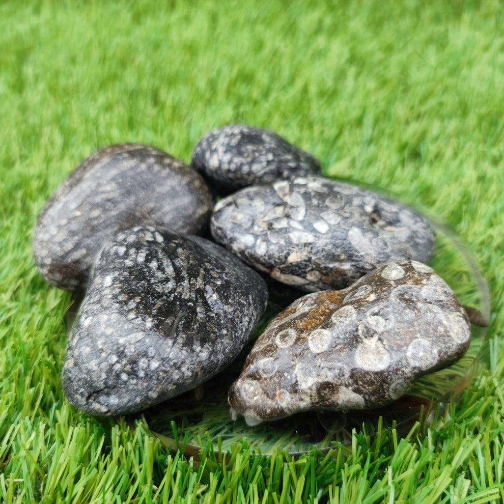 Nundle Fossil Rocks Coral fossil bundle of UK fossils North Yorkshire - North Yorkshire Fossils