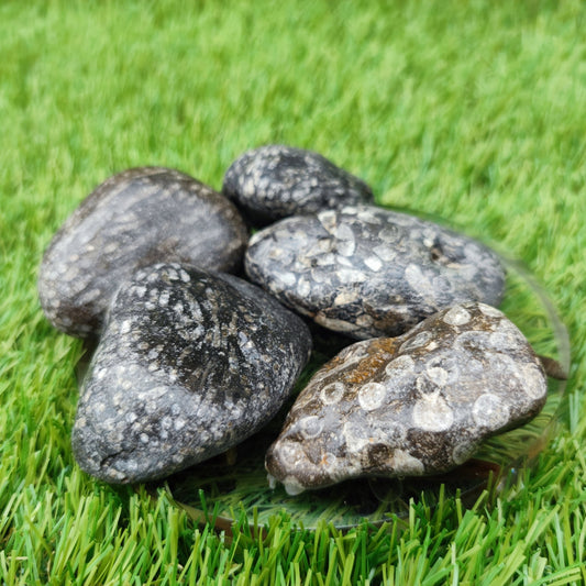 Coral fossil bundle of UK fossils North Yorkshire - North Yorkshire Fossils