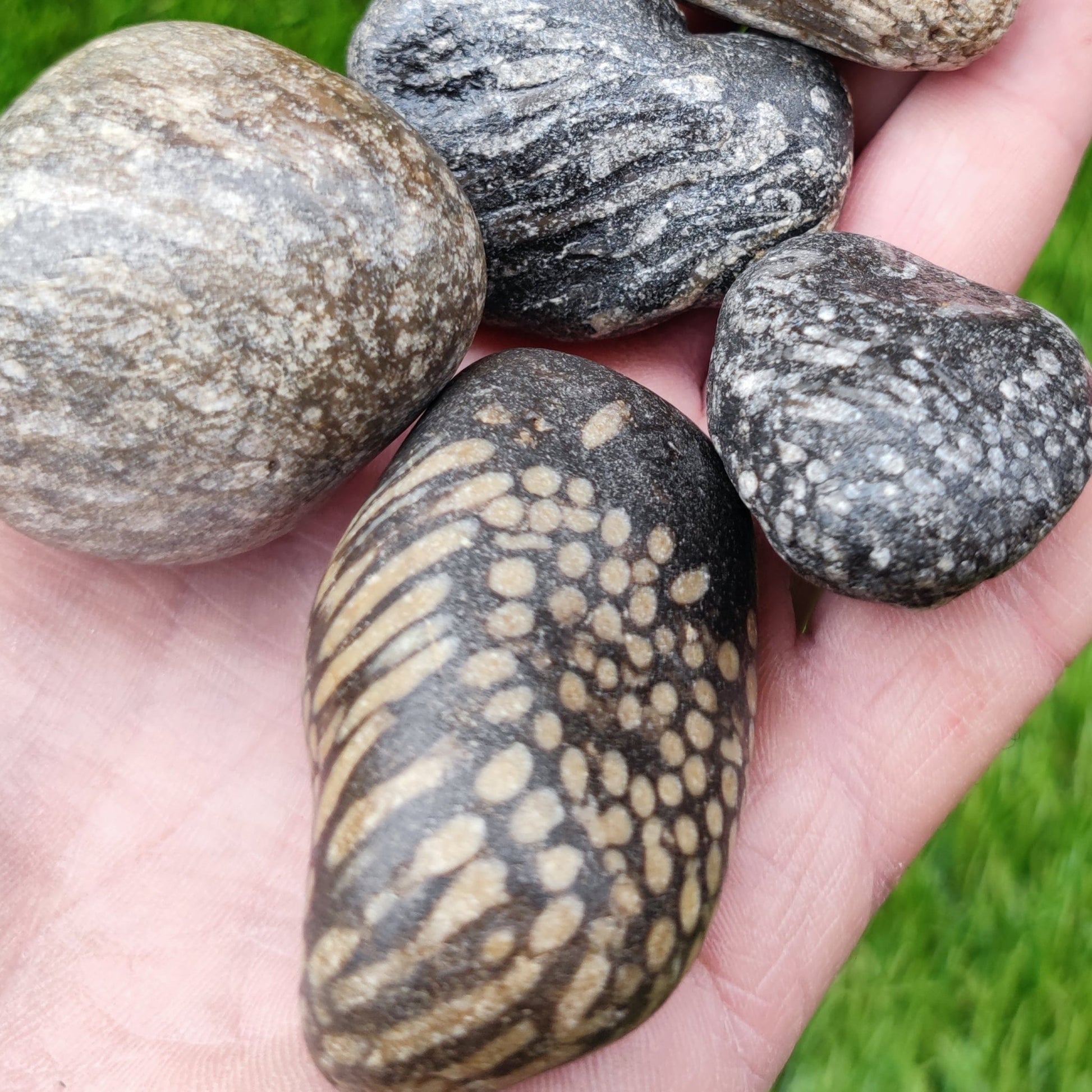 Coral fossil bundle of UK Fossils North Yorkshire - North Yorkshire Fossils