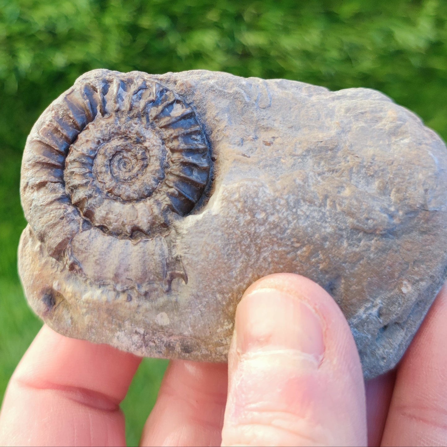 Coroniceras ammonite fossil North Yorkshire fossils - North Yorkshire Fossils