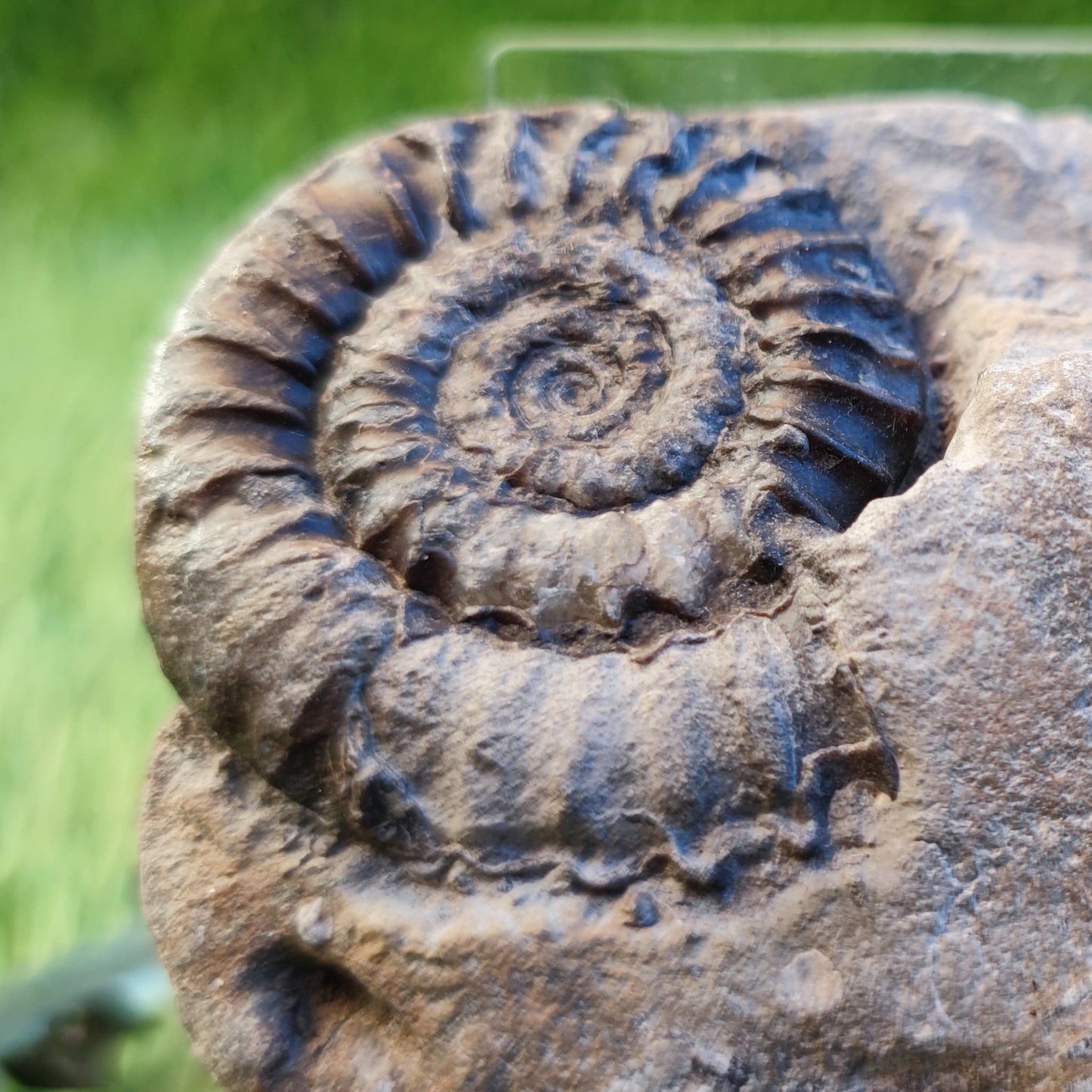 Coroniceras ammonite fossil North Yorkshire fossils - North Yorkshire Fossils