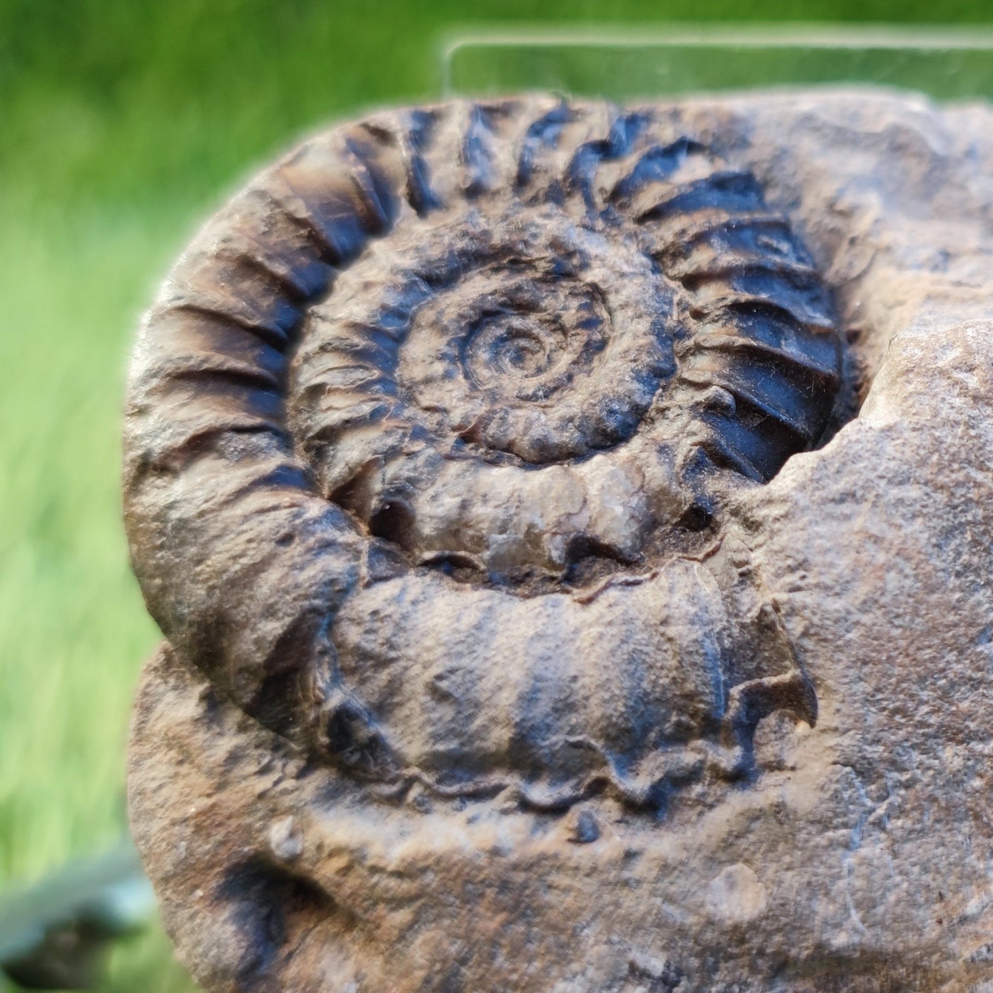 Coroniceras ammonite fossil North Yorkshire fossils - North Yorkshire Fossils