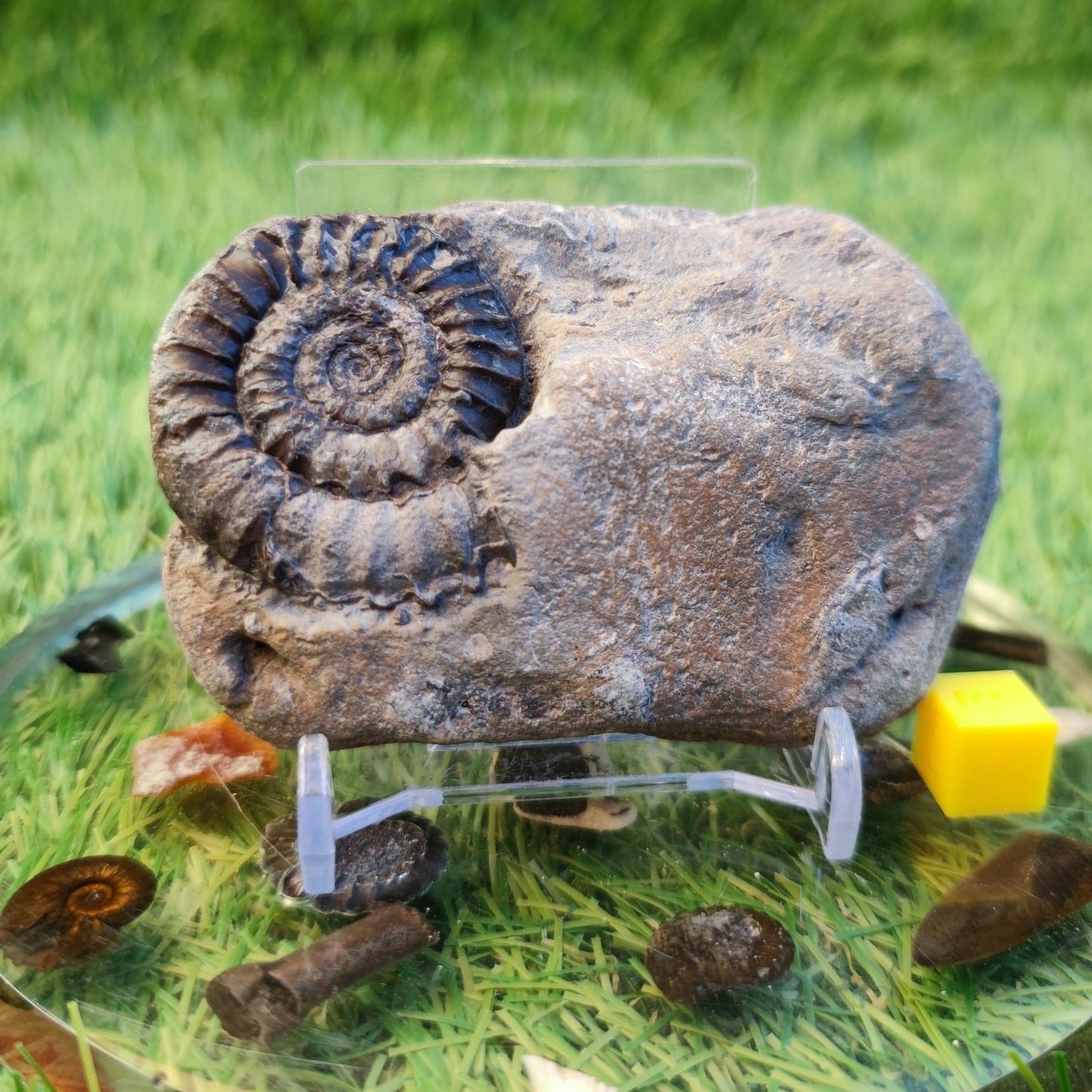 Coroniceras ammonite fossil North Yorkshire fossils - North Yorkshire Fossils