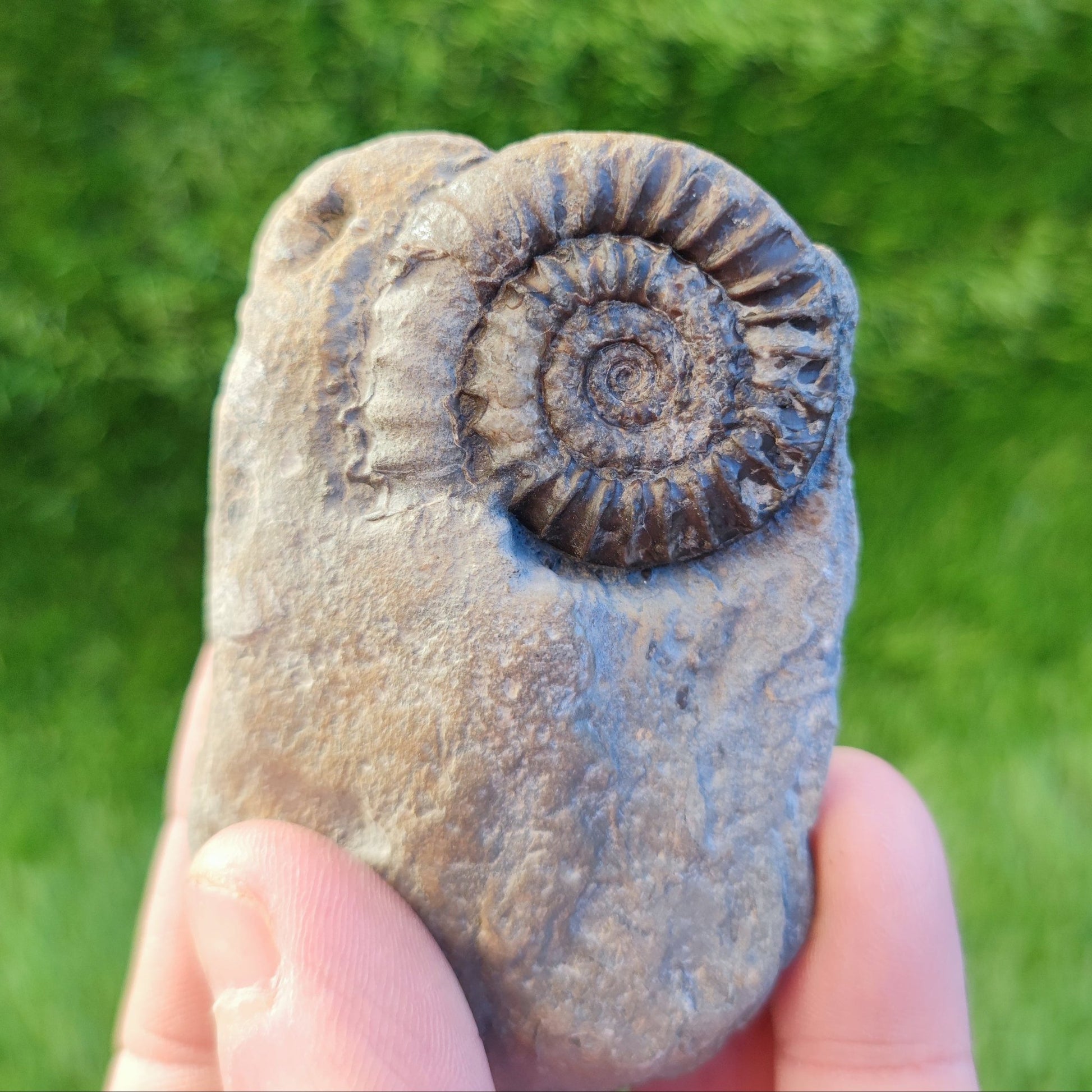 Coroniceras ammonite fossil North Yorkshire fossils - North Yorkshire Fossils