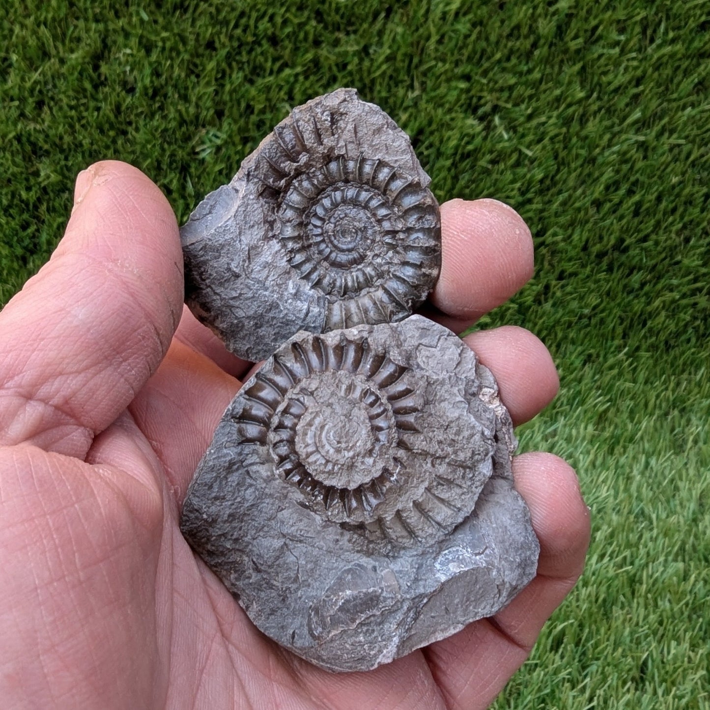 Coroniceras ammonite fossil split pair - North Yorkshire Fossils