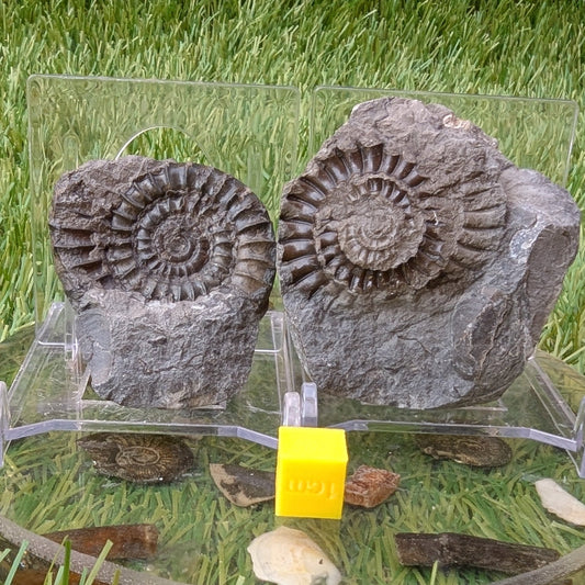 Coroniceras ammonite fossil split pair - North Yorkshire Fossils