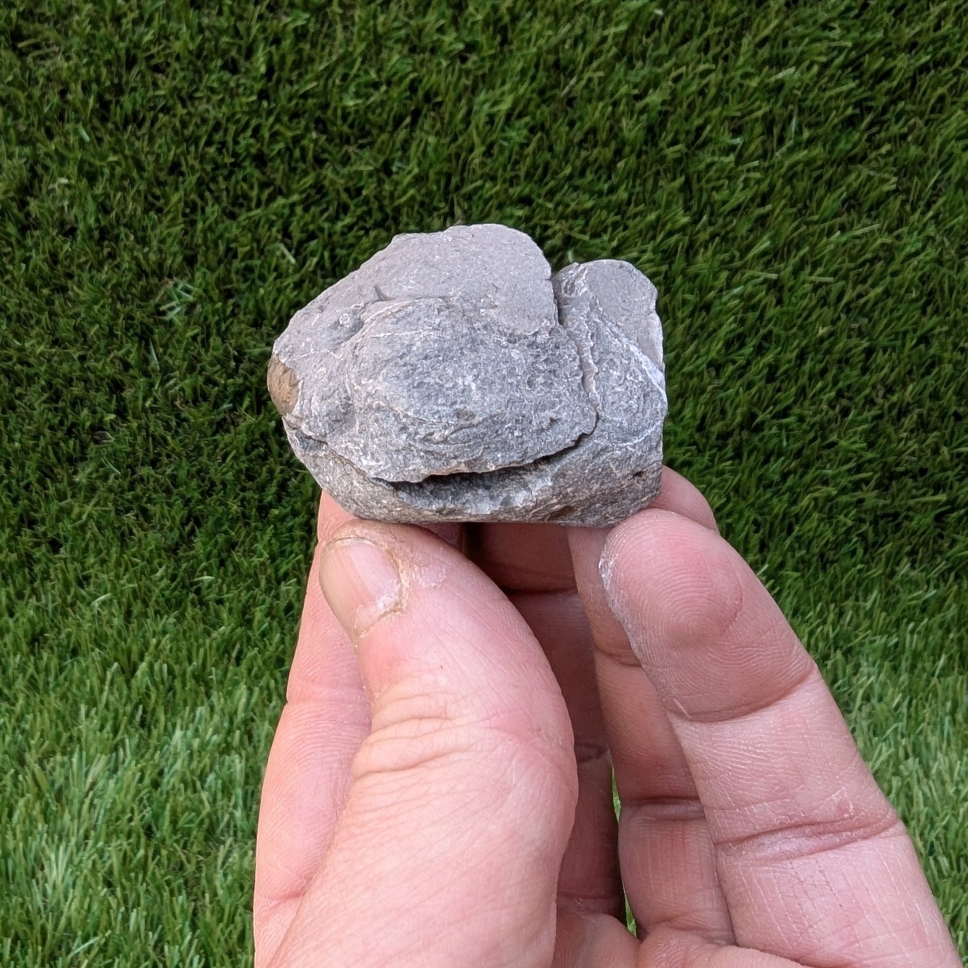 Coroniceras ammonite fossil split pair - North Yorkshire Fossils