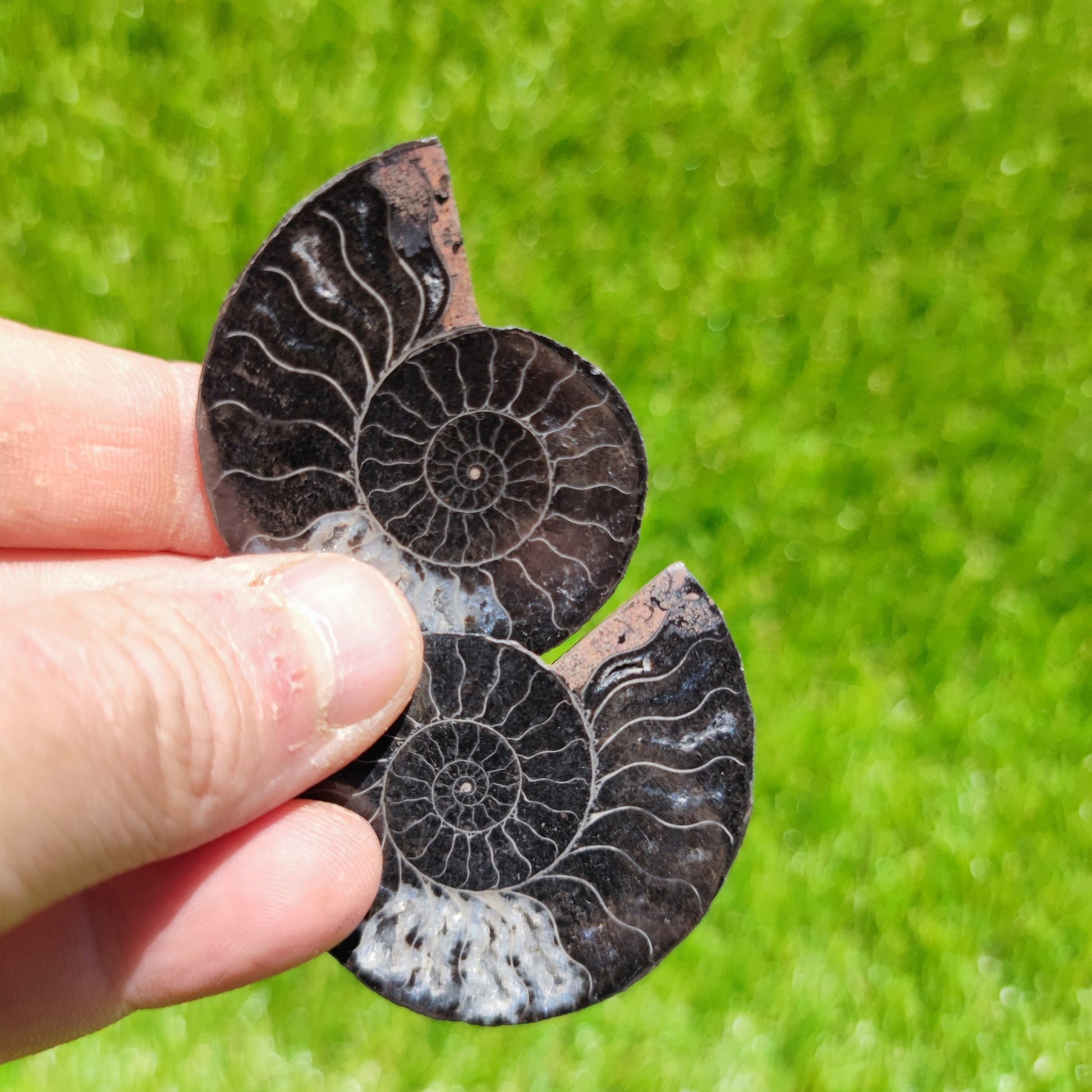 Cut and polished ammonite fossil - North Yorkshire Fossils