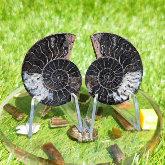 Cut and polished ammonite fossil - North Yorkshire Fossils