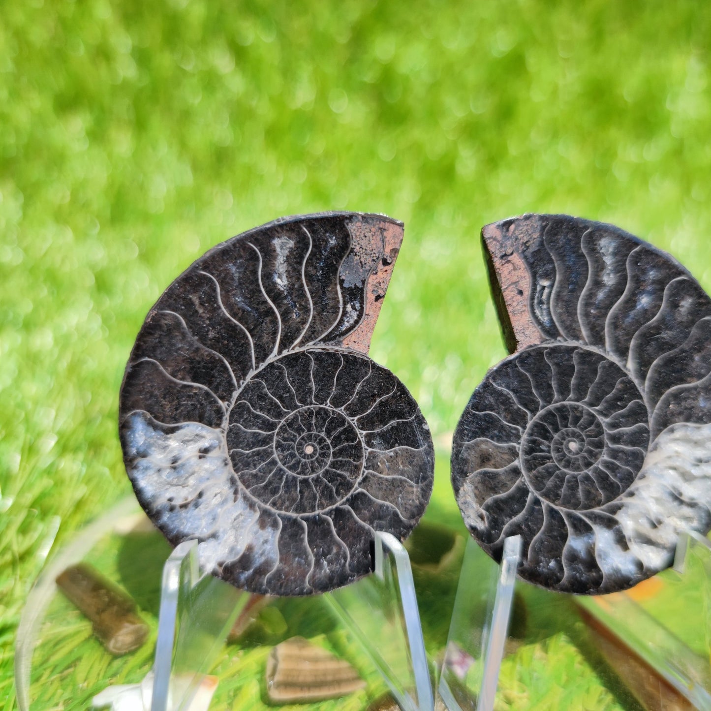 Cut and polished ammonite fossil - North Yorkshire Fossils