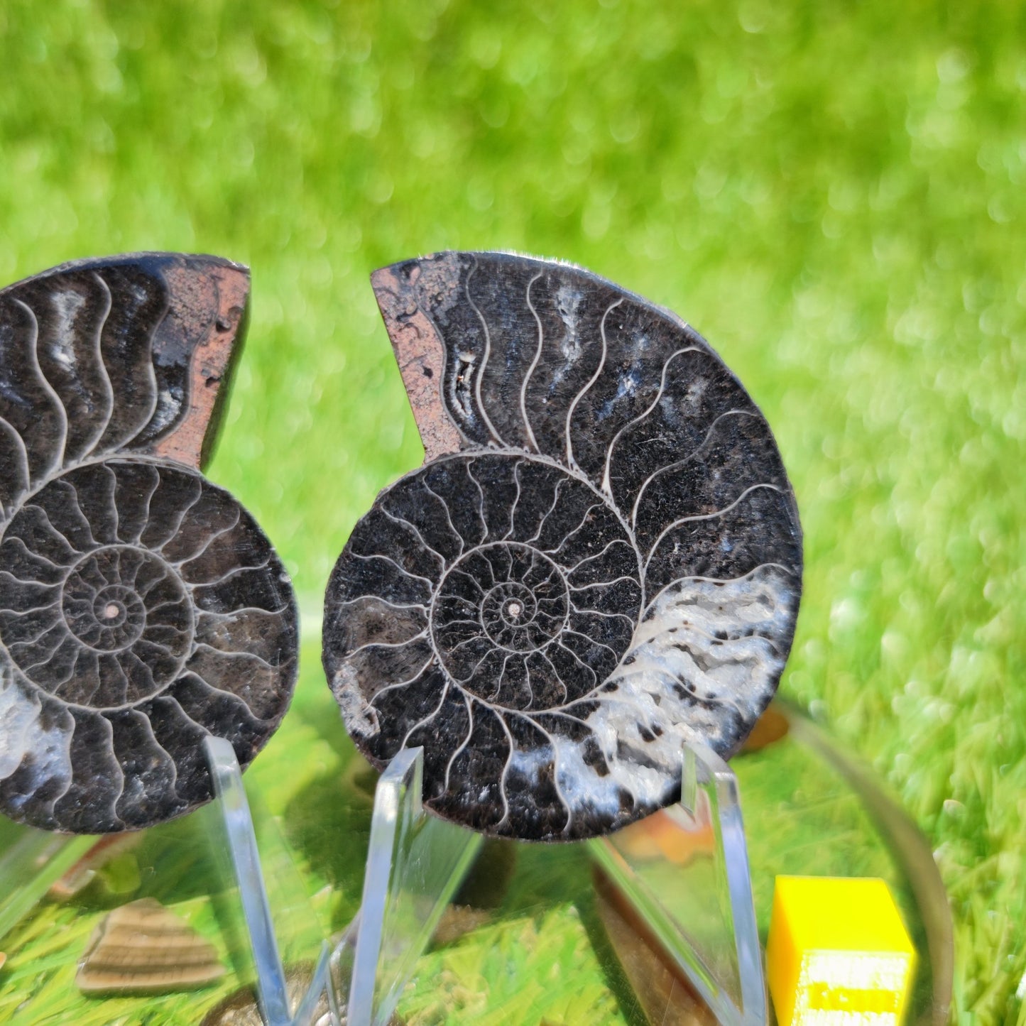 Cut and polished ammonite fossil - North Yorkshire Fossils