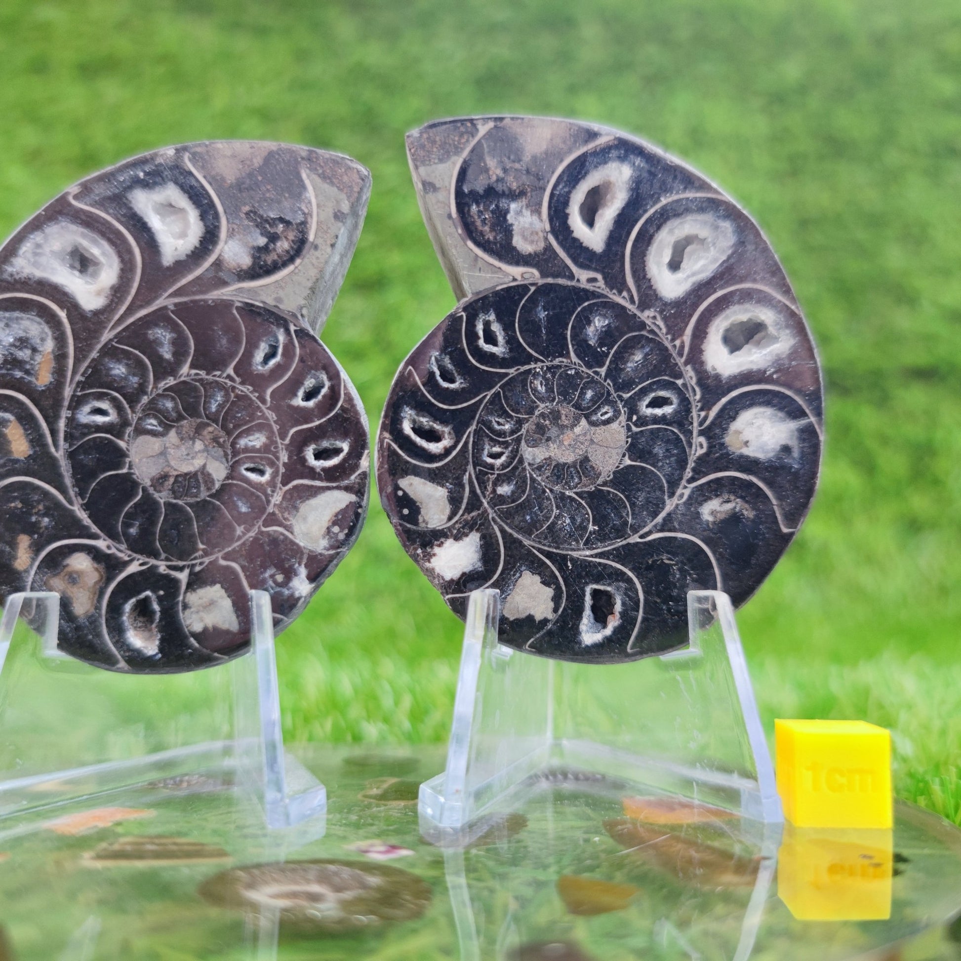 Cut and polished cleoniceras ammonite fossil - North Yorkshire Fossils
