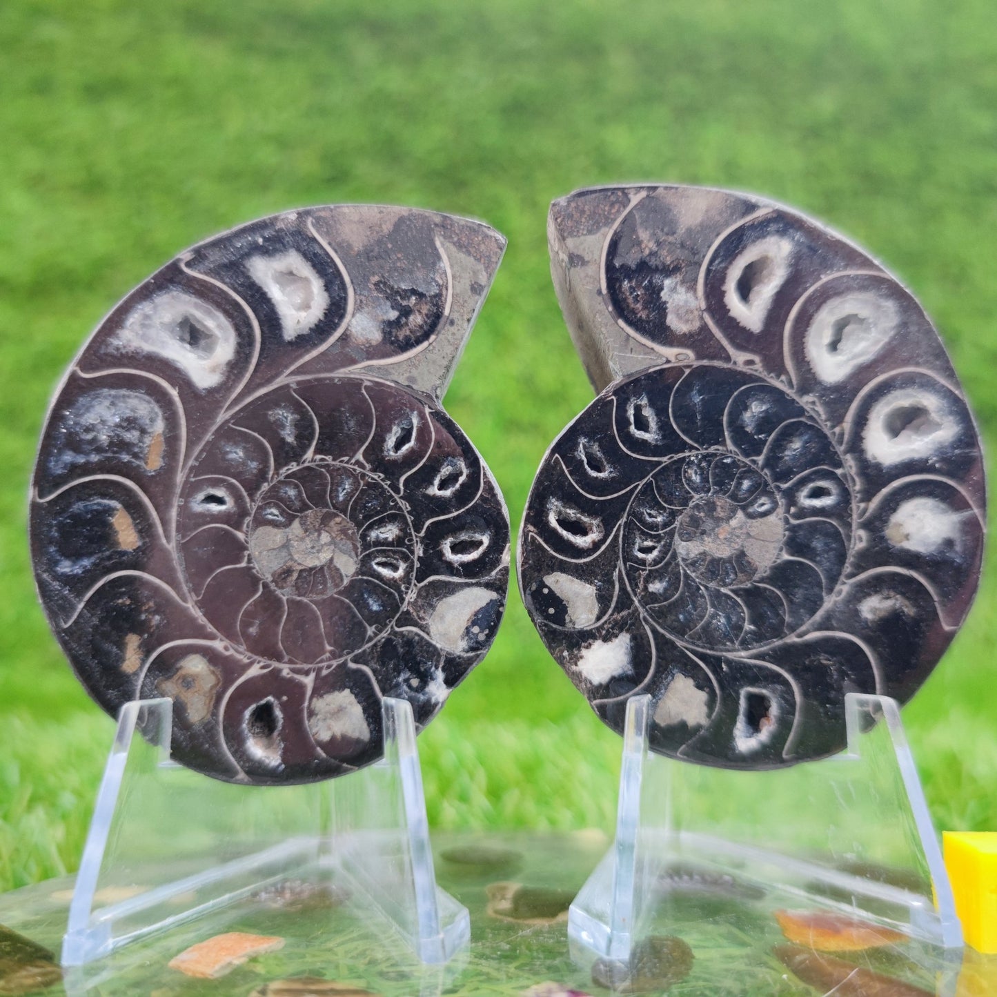 Cut and polished cleoniceras ammonite fossil - North Yorkshire Fossils