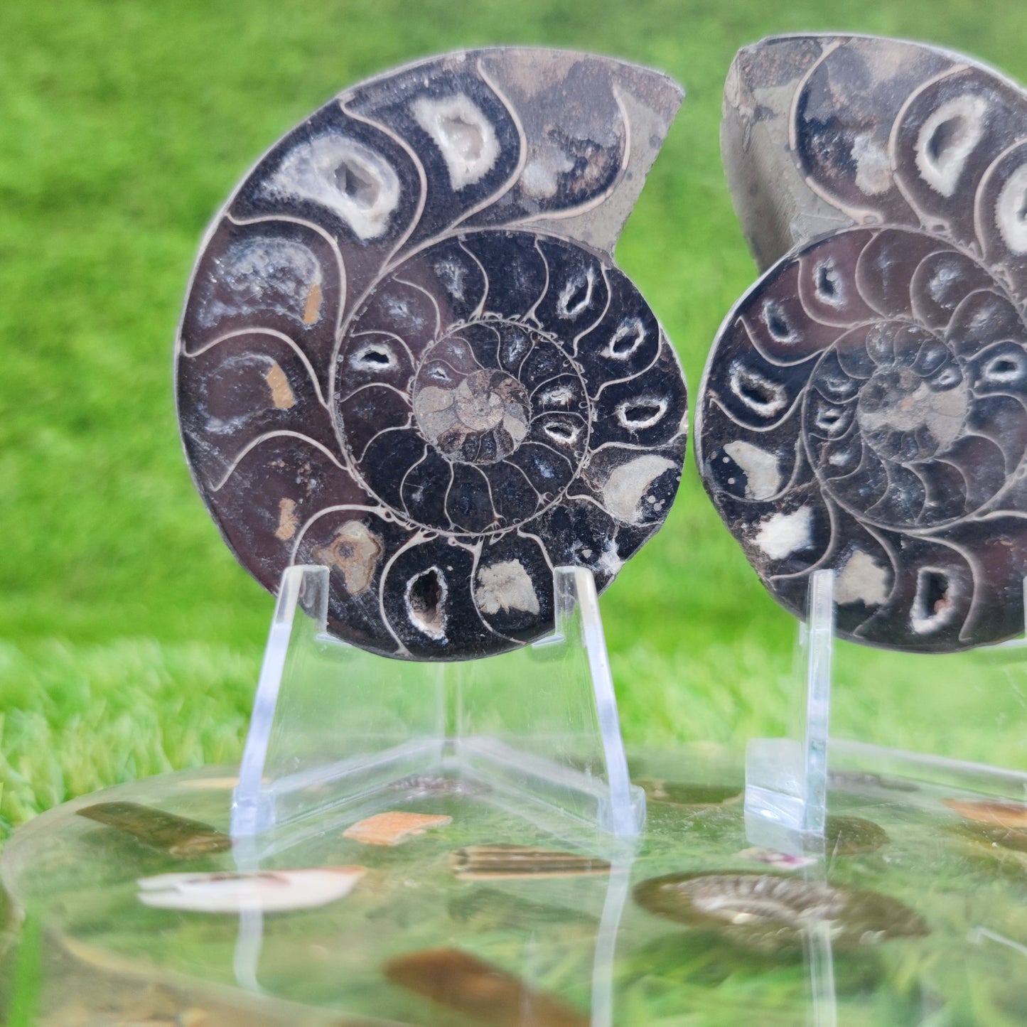 Cut and polished cleoniceras ammonite fossil - North Yorkshire Fossils