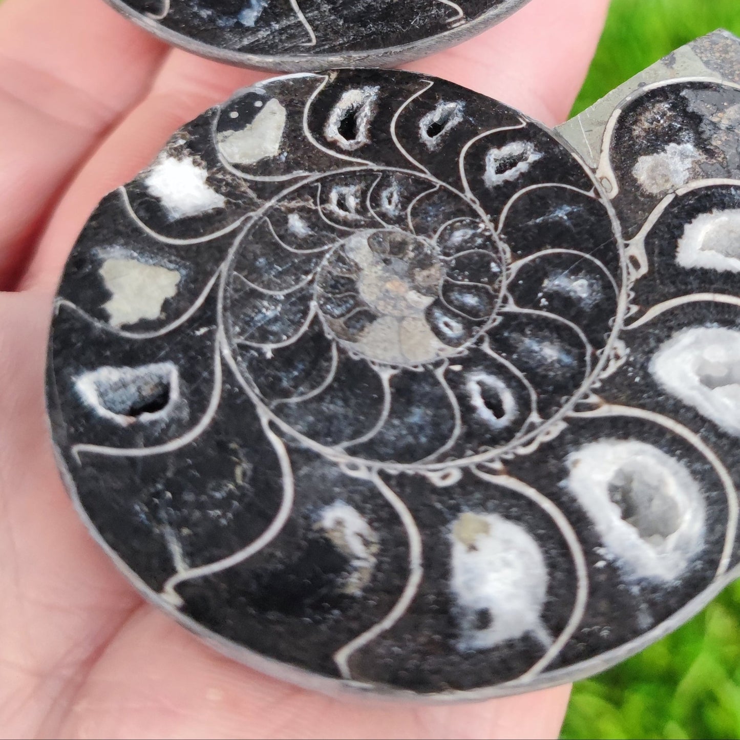 Cut and polished cleoniceras ammonite fossil - North Yorkshire Fossils