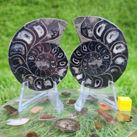 Cut and polished cleoniceras ammonite fossil - North Yorkshire Fossils